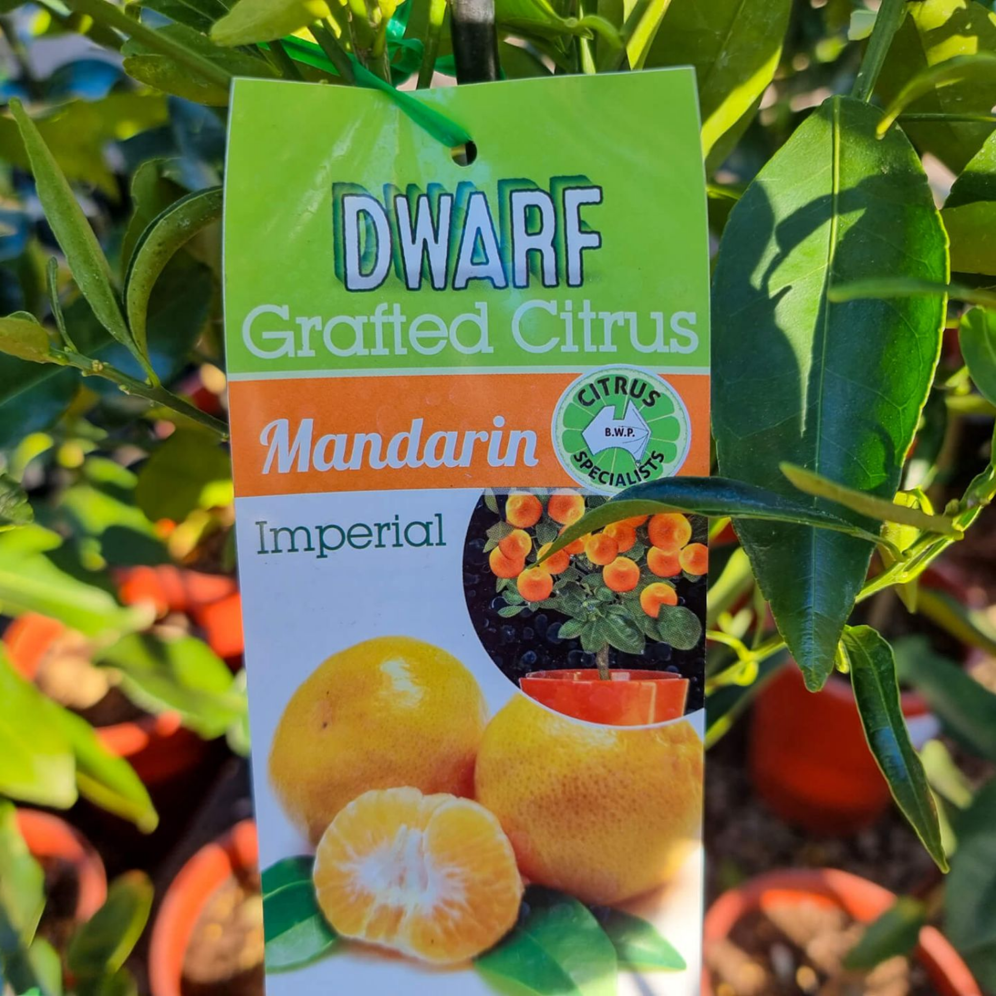 Dwarf grafted citrus plant tag for Mandarin Imperial with mandarin oranges on a green background