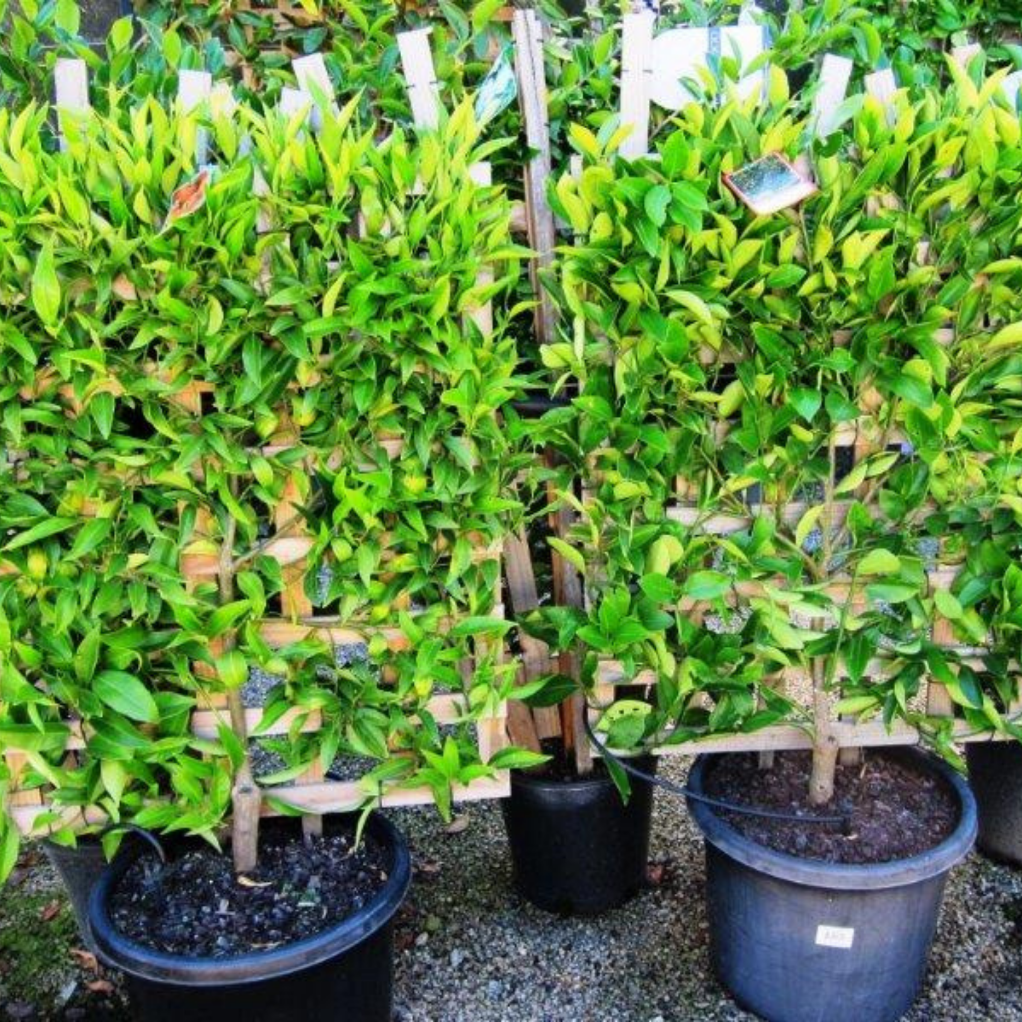 Row of potted plants with green leaves in a garden setting