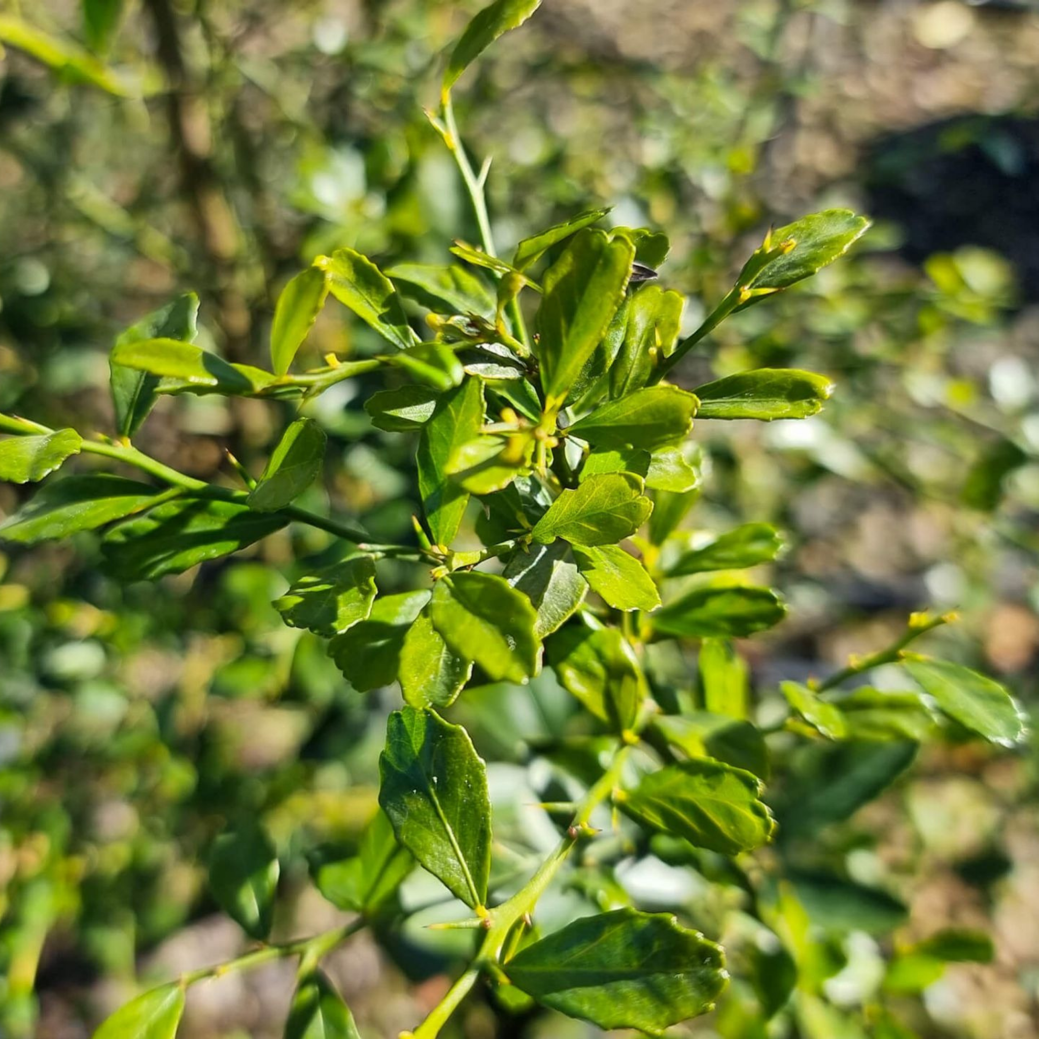 Close-up of green leaves with a blurred natural background