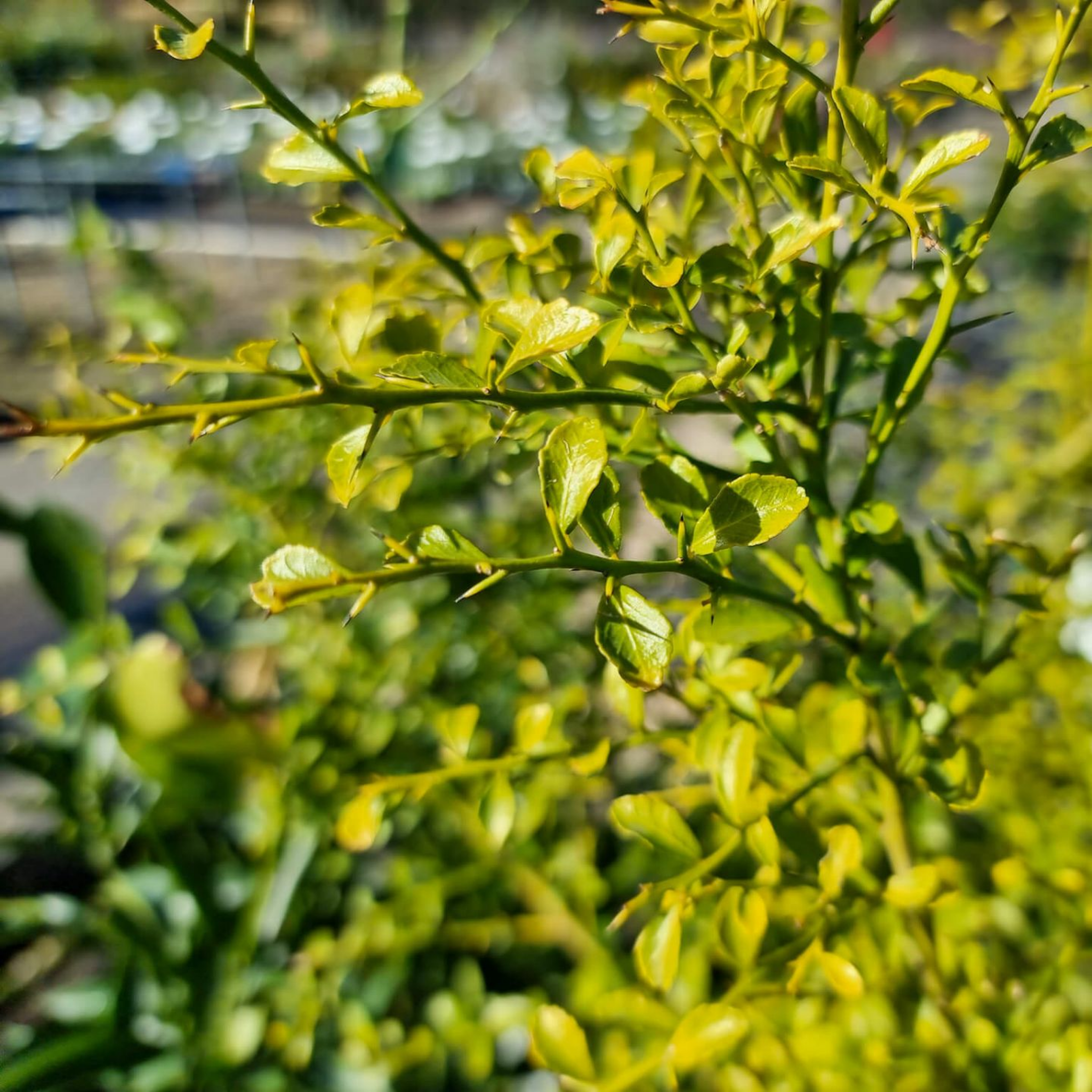 Close-up of green leaves with a blurred background