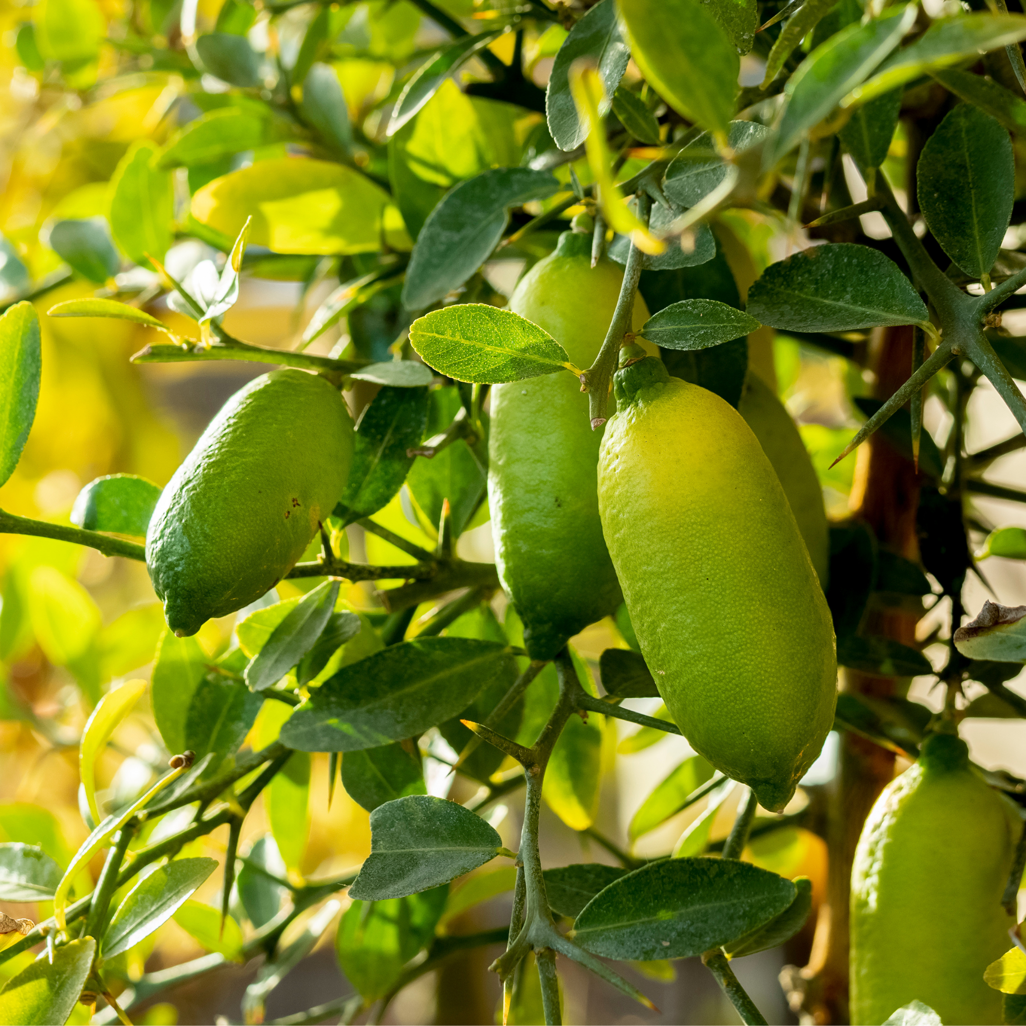 Crystal Finger Lime on a tree branch with leaves