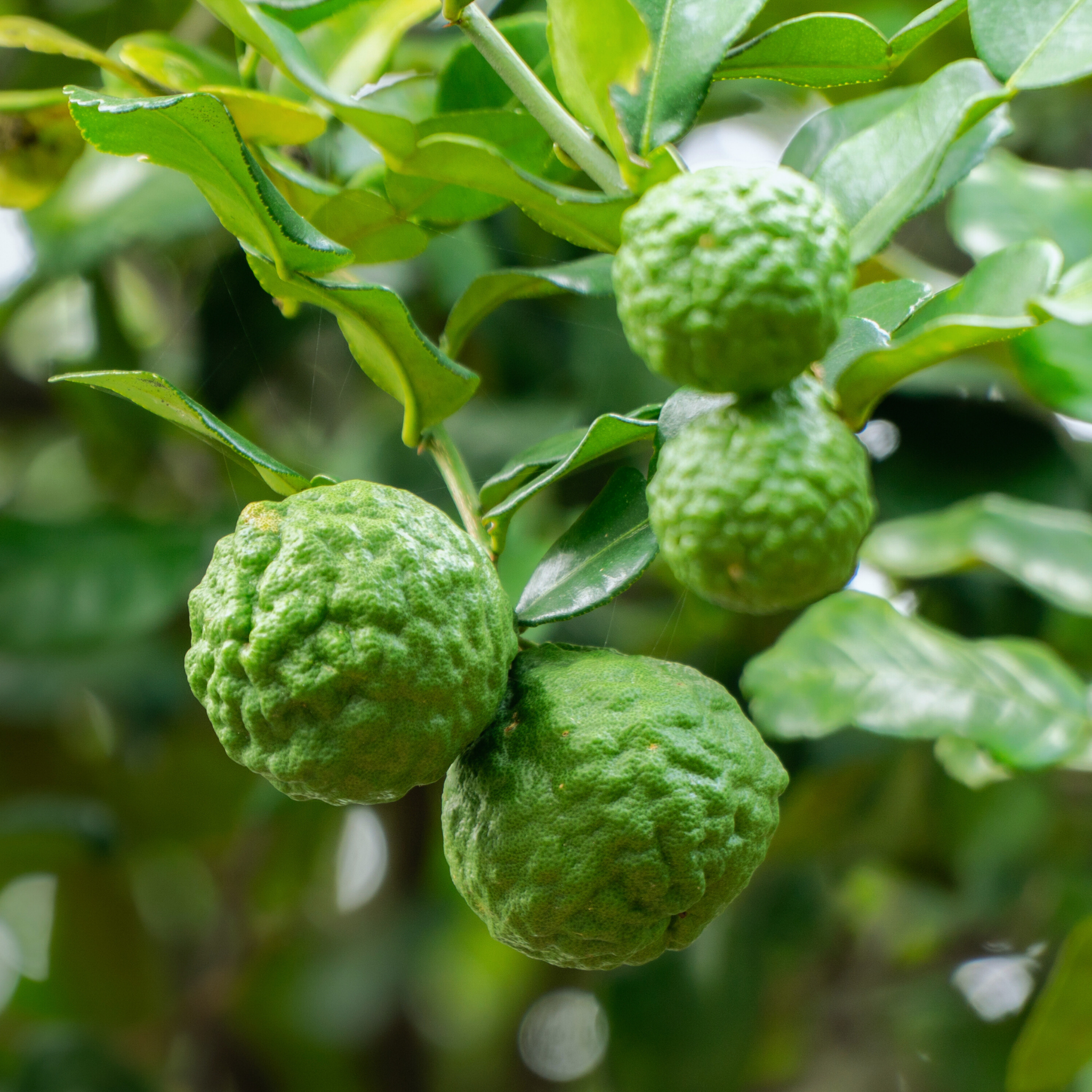 Dwarf Kaffir Lime hanging from a tree with leaves