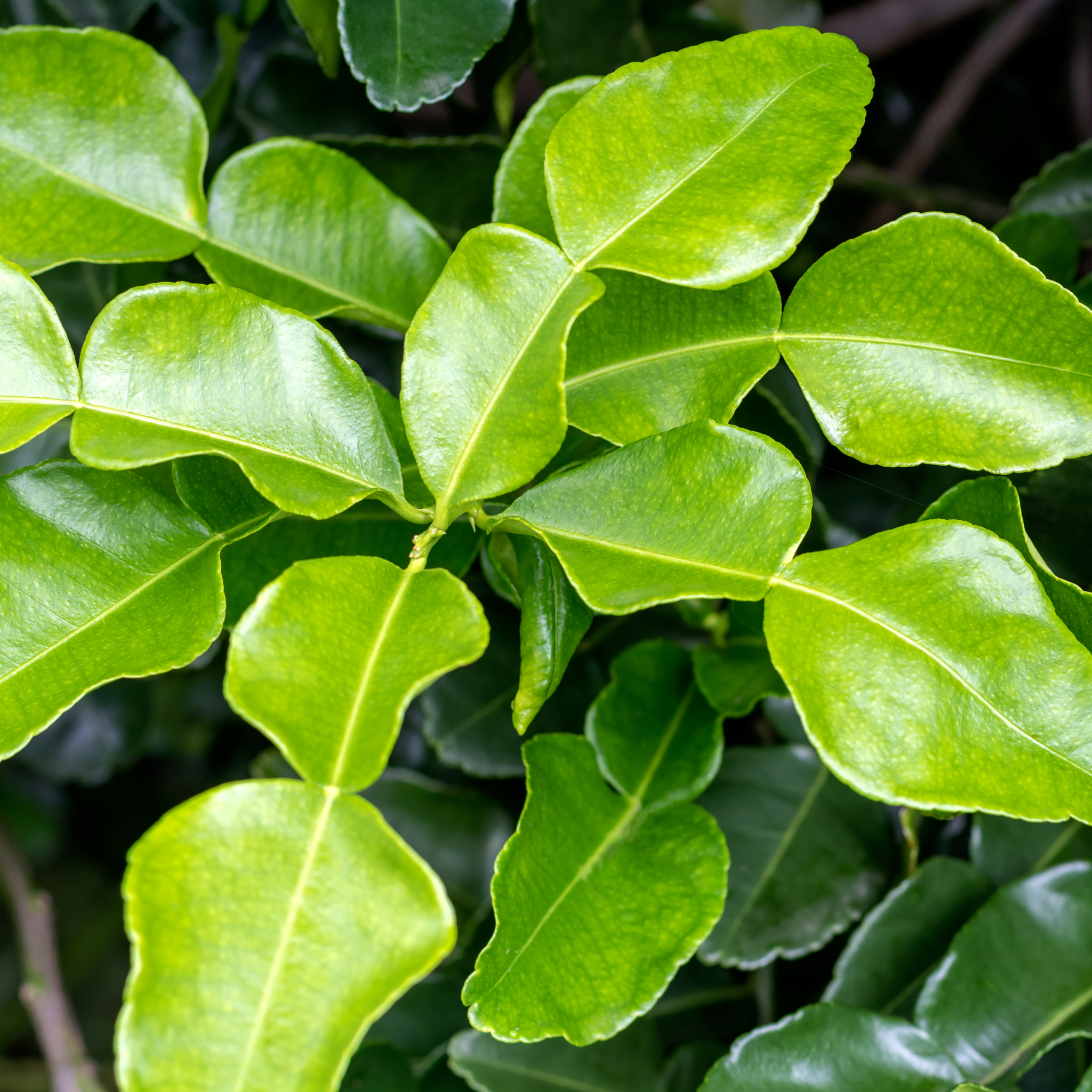 Close-up of green leaves with a blurred background