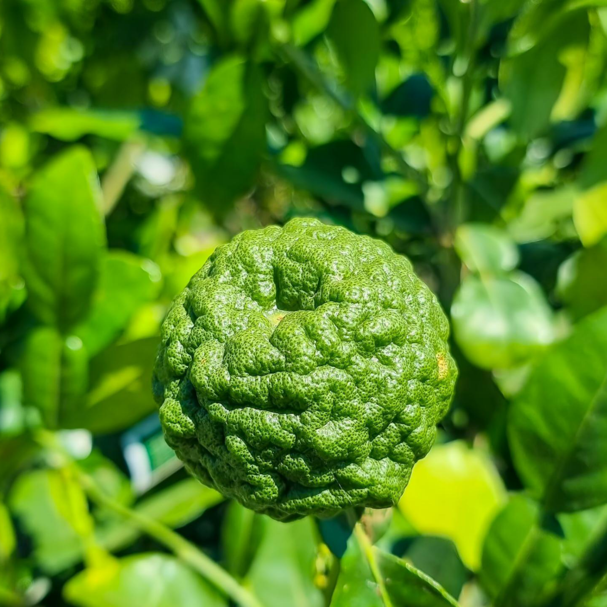 Kaffir Lime on a tree with leaves