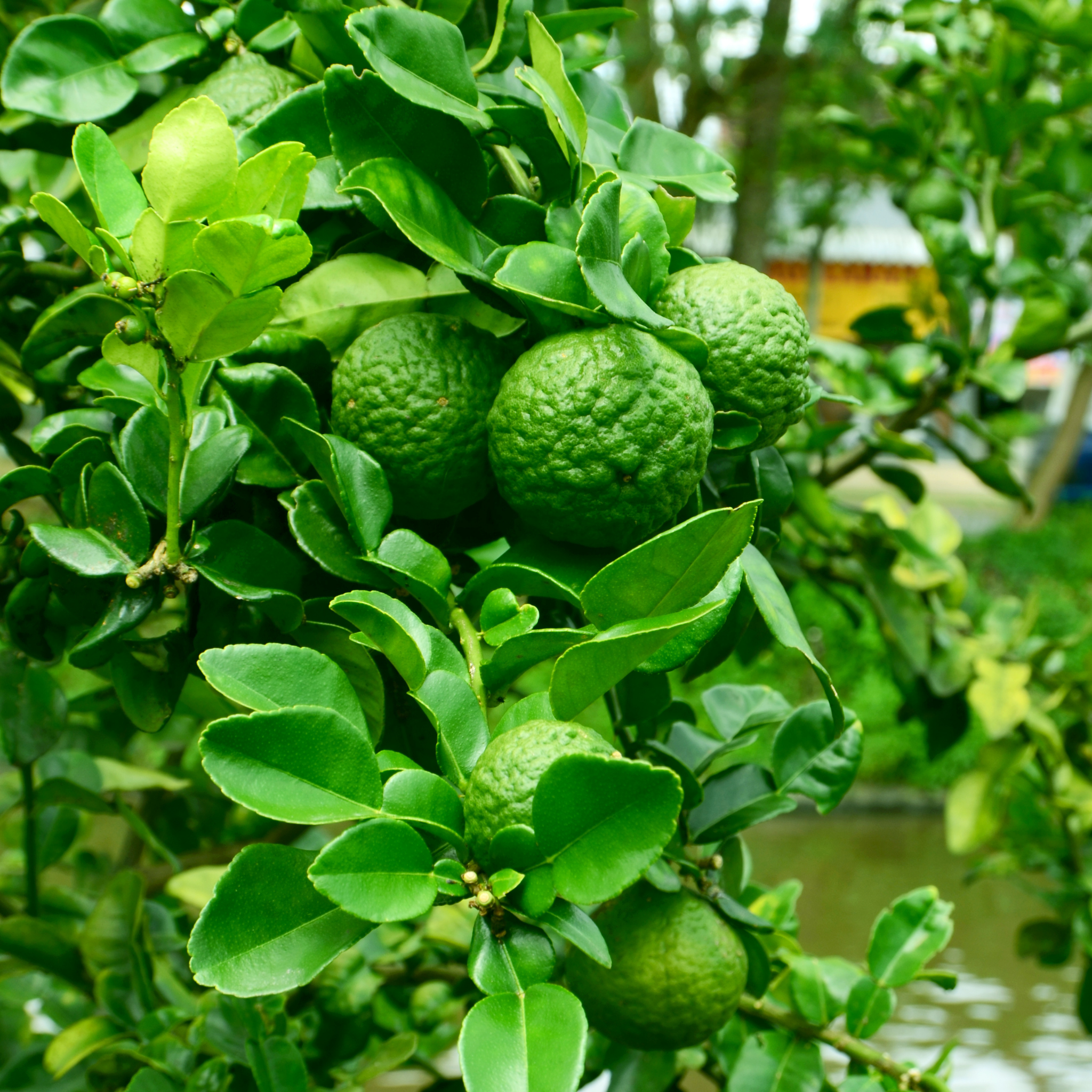 Kaffir Lime on a tree with a blurred background