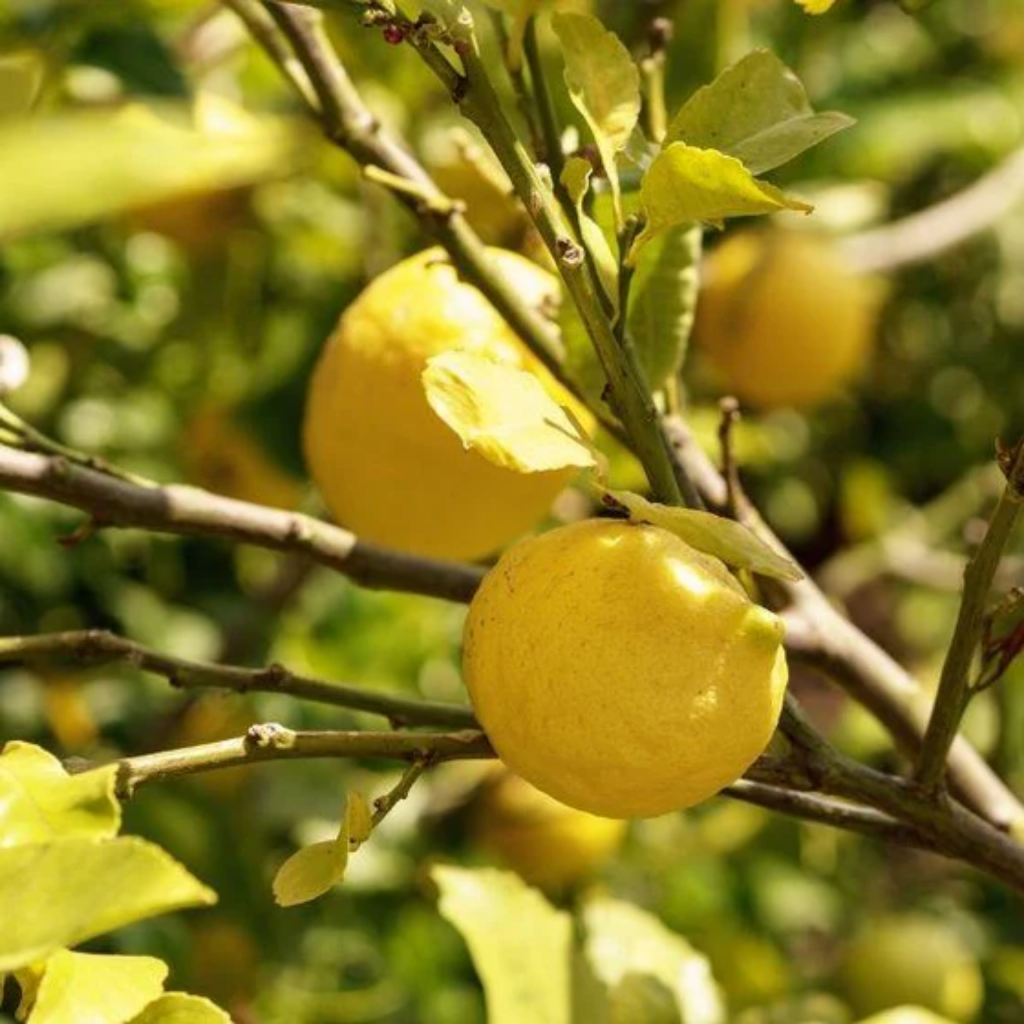 Yellow lemons on a tree branch with green leaves