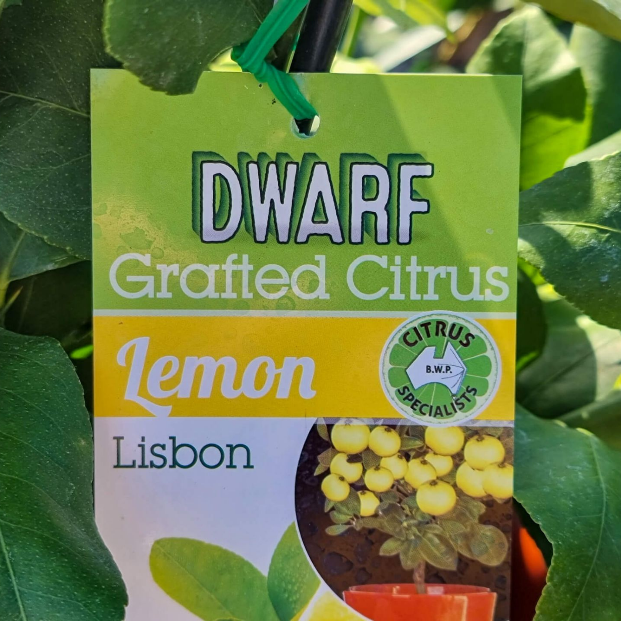 Dwarf grafted citrus lemon Lisbon label hanging among green leaves