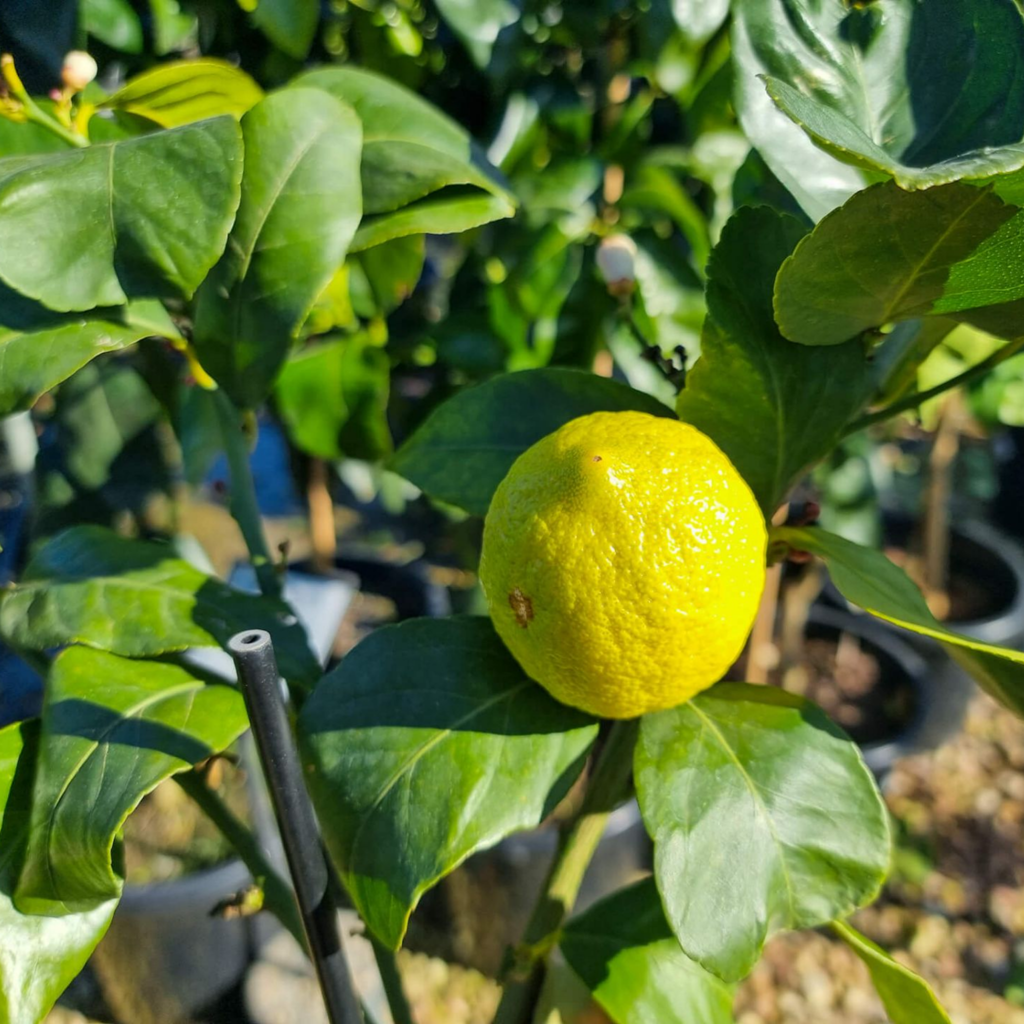 Yellow lemon on a tree branch with green leaves