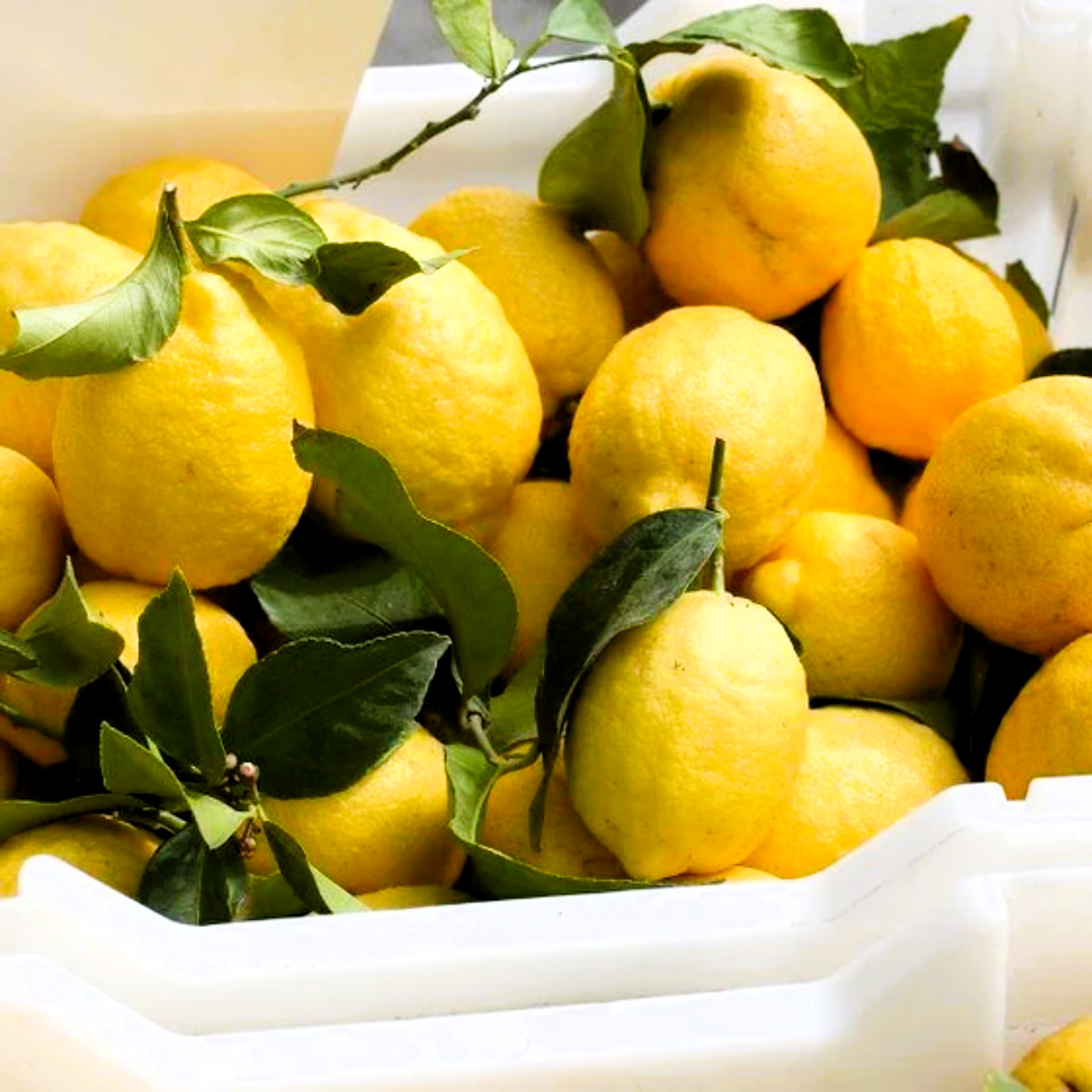 Bowl filled with lemons and green leaves on a white background