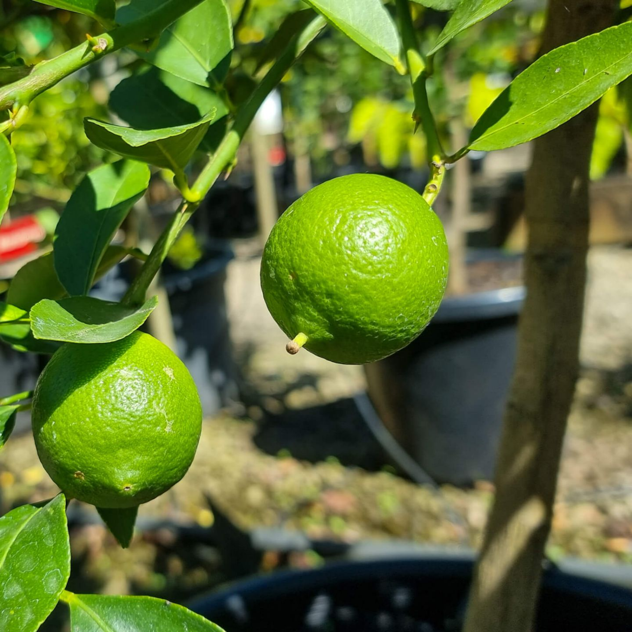Two green limes on a lime tree branch with a blurred garden background.