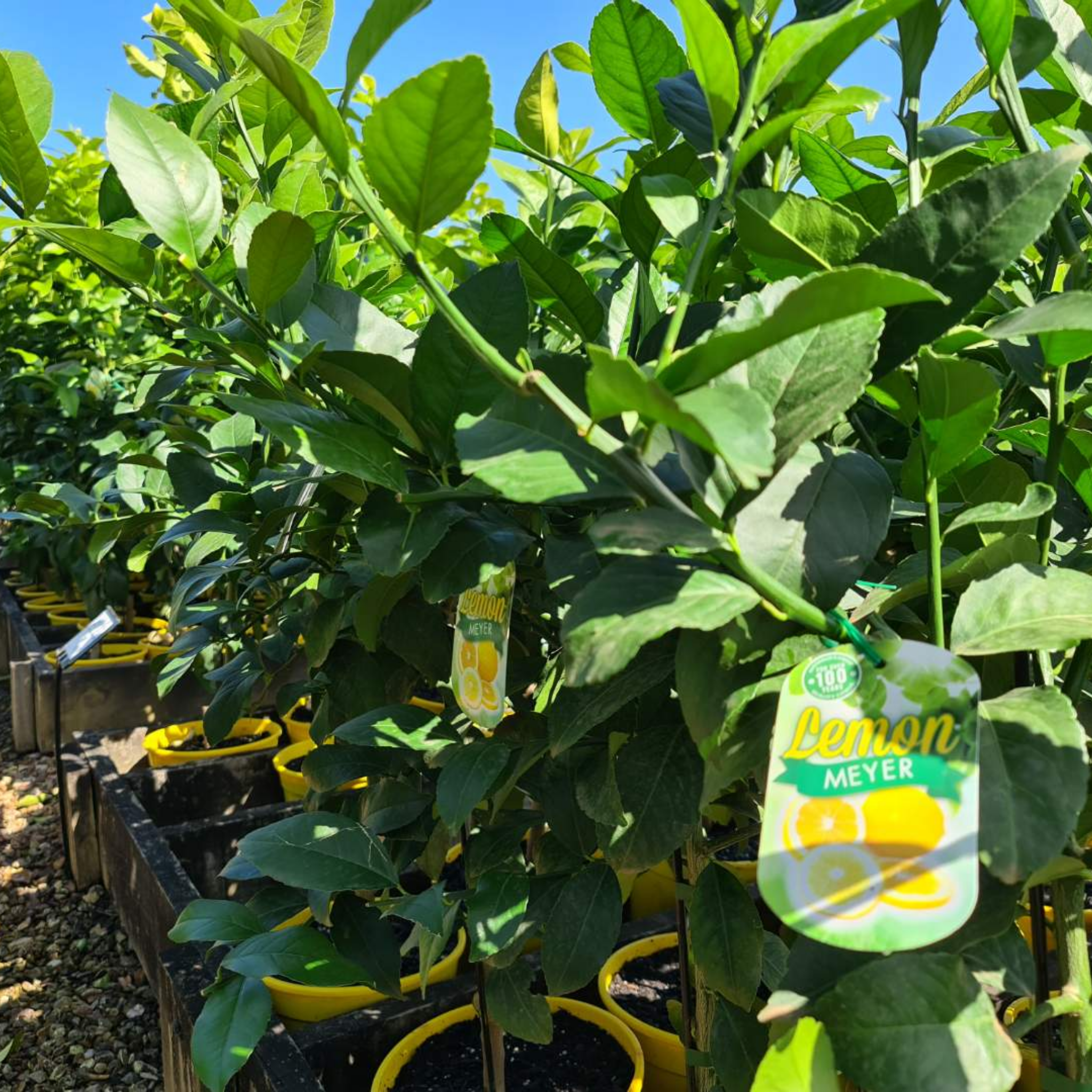 Lemon tree with 'Lemon Meyer' label in a nursery setting