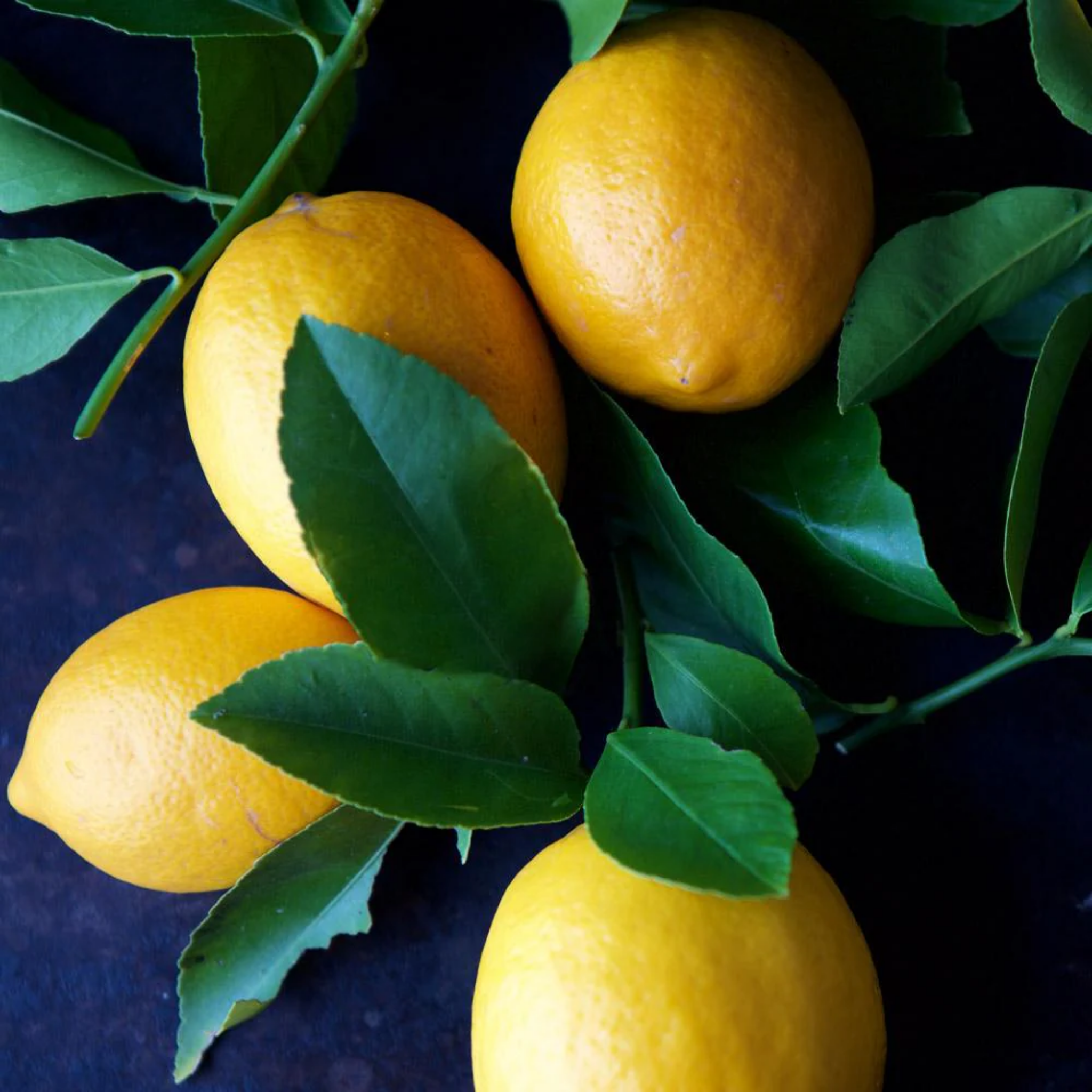 Four lemons with green leaves on a dark background