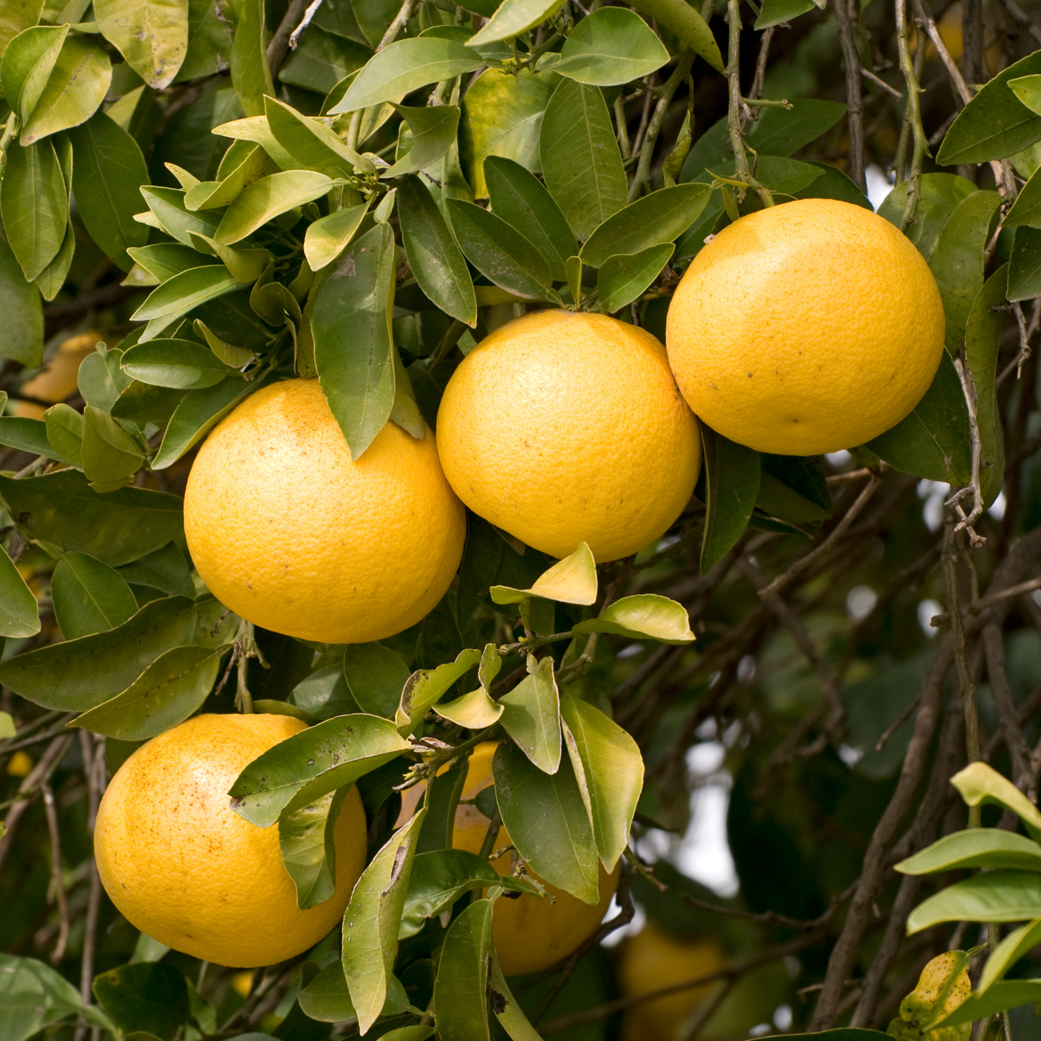 Grapefruits hanging from a tree with green leaves