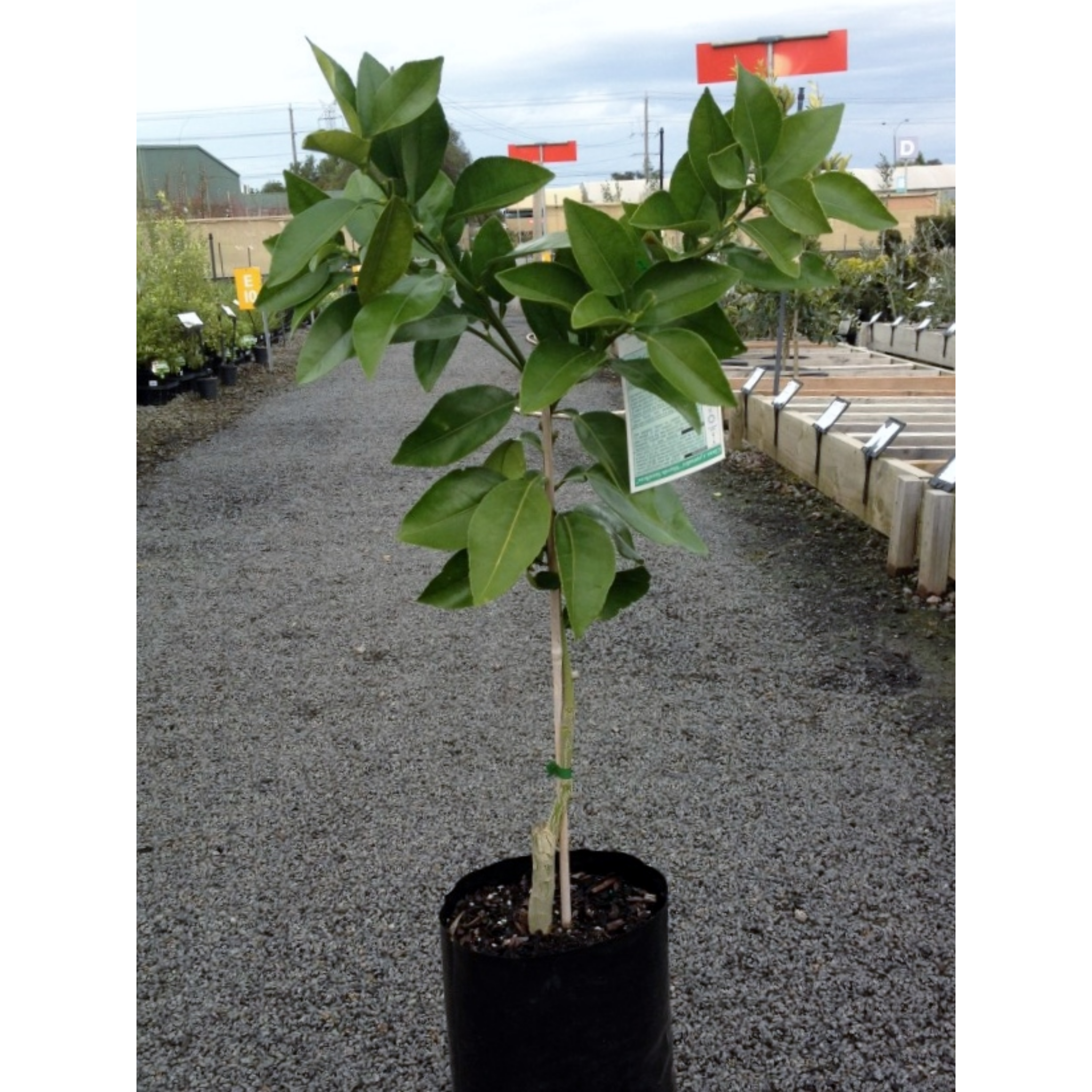 Potted plant in a garden setting with a blurred background
