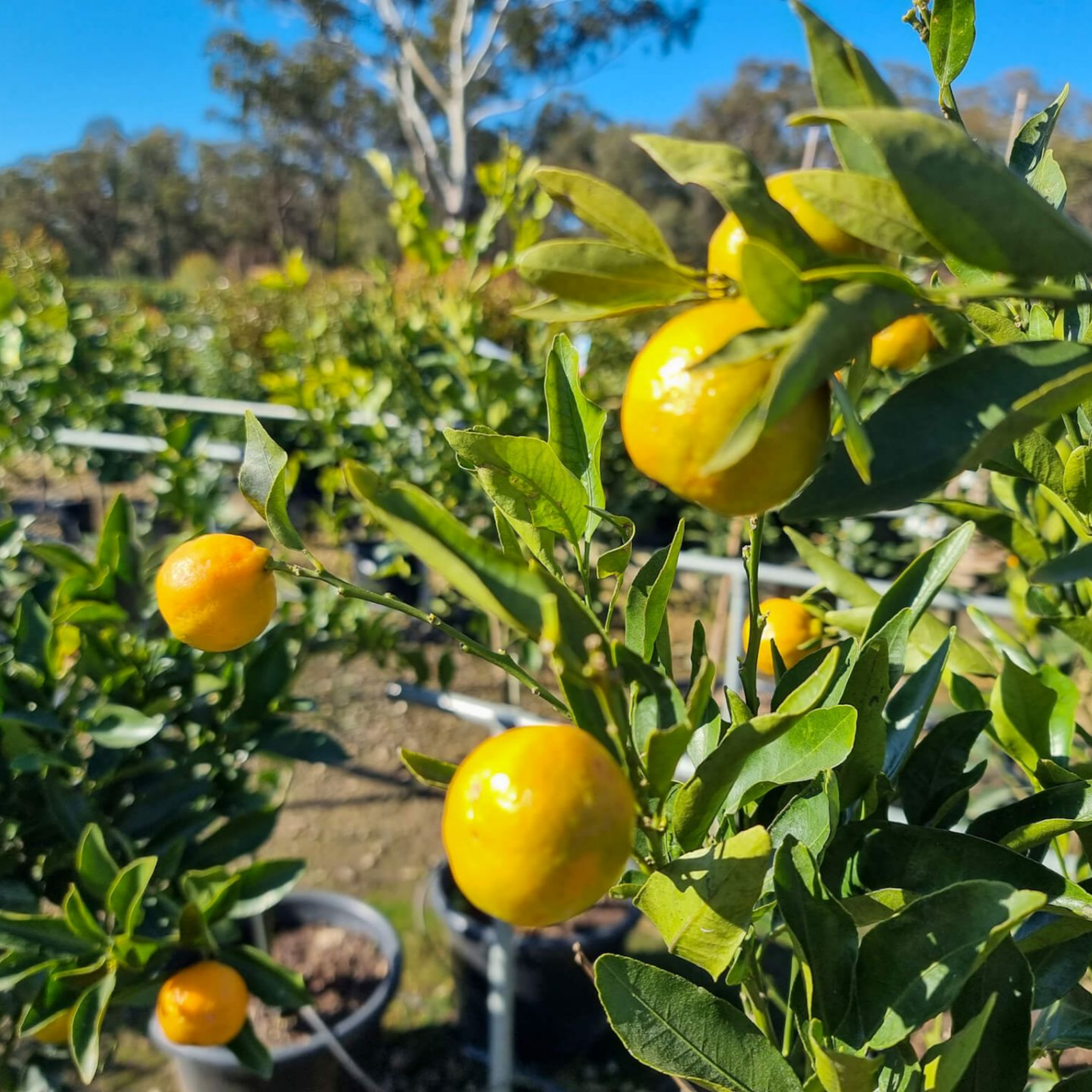 Mandarins growing on a tree with a blurred background of an orchard.