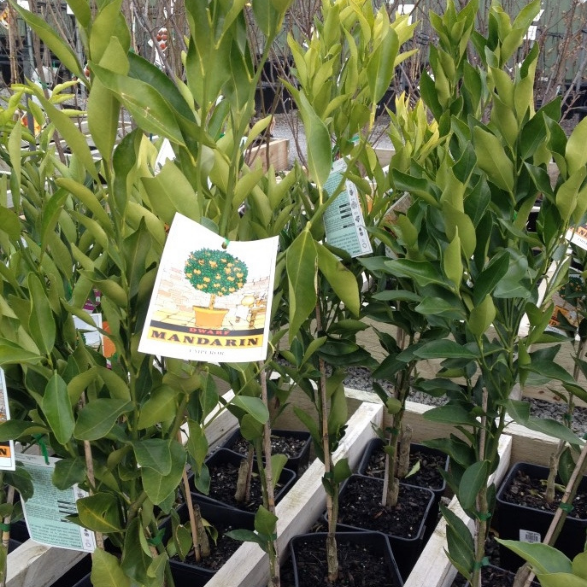 Potted plants with a label indicating 'Mandarin' in an indoor setting.