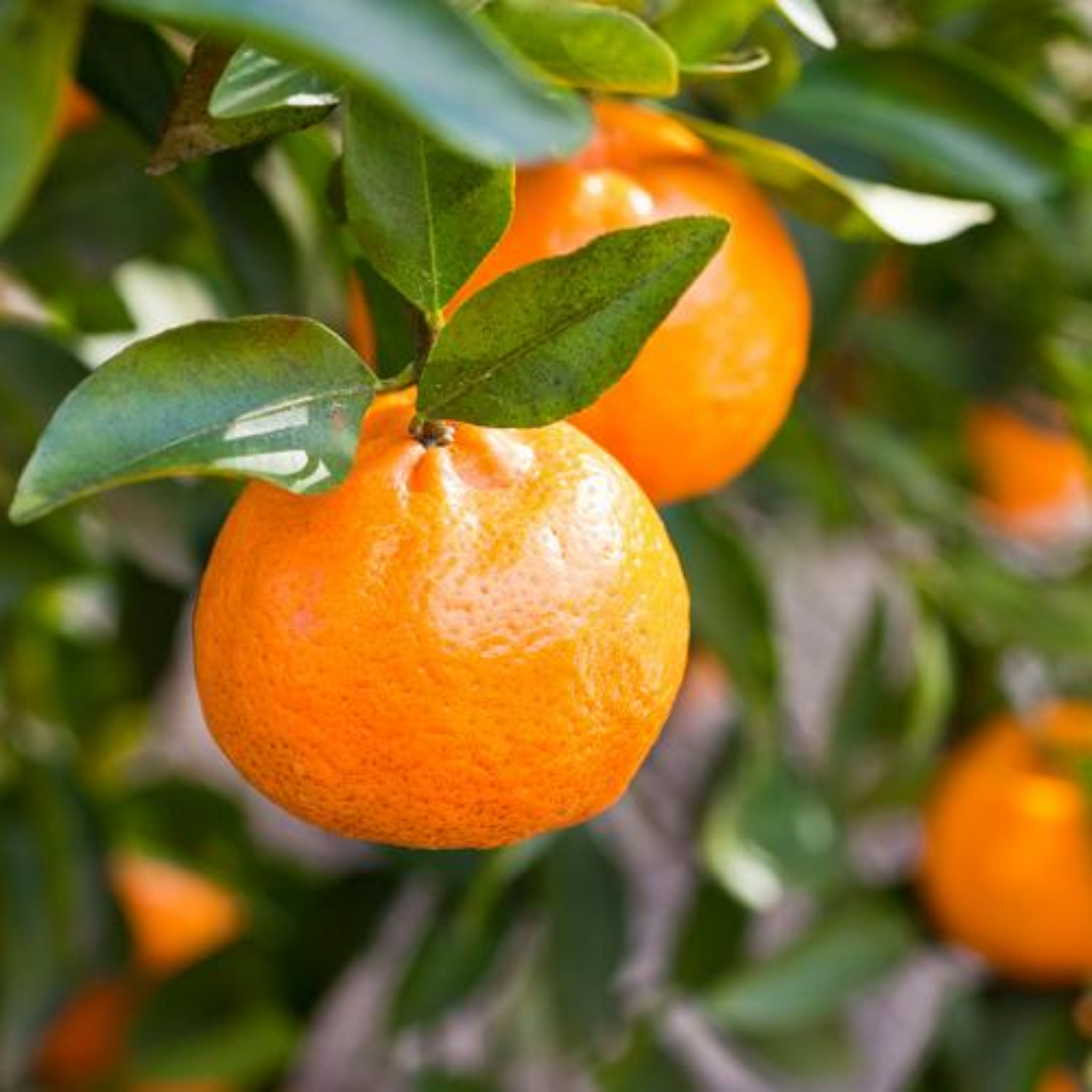 Oranges hanging from a tree with green leaves