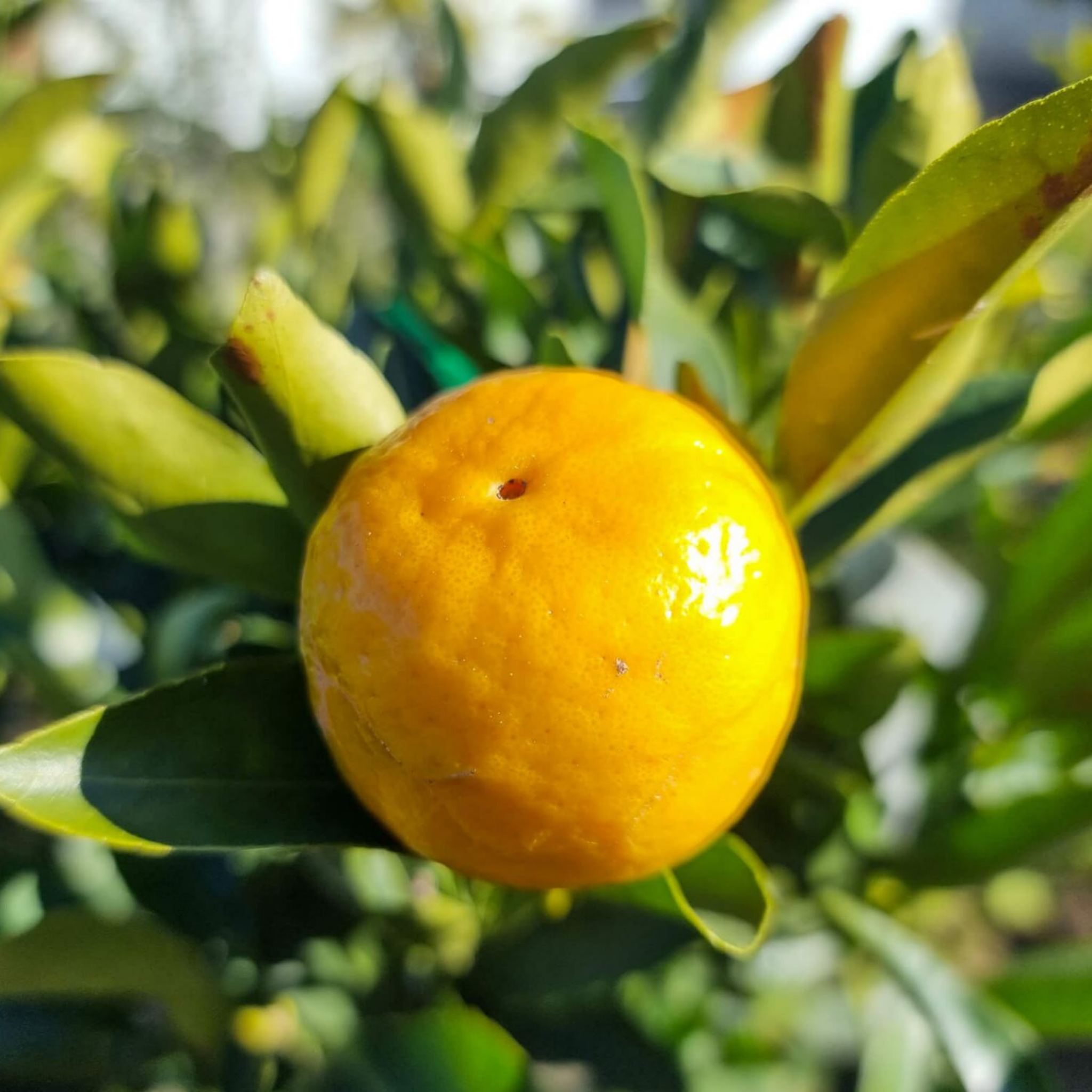 Mandarin fruit on a tree branch with green leaves