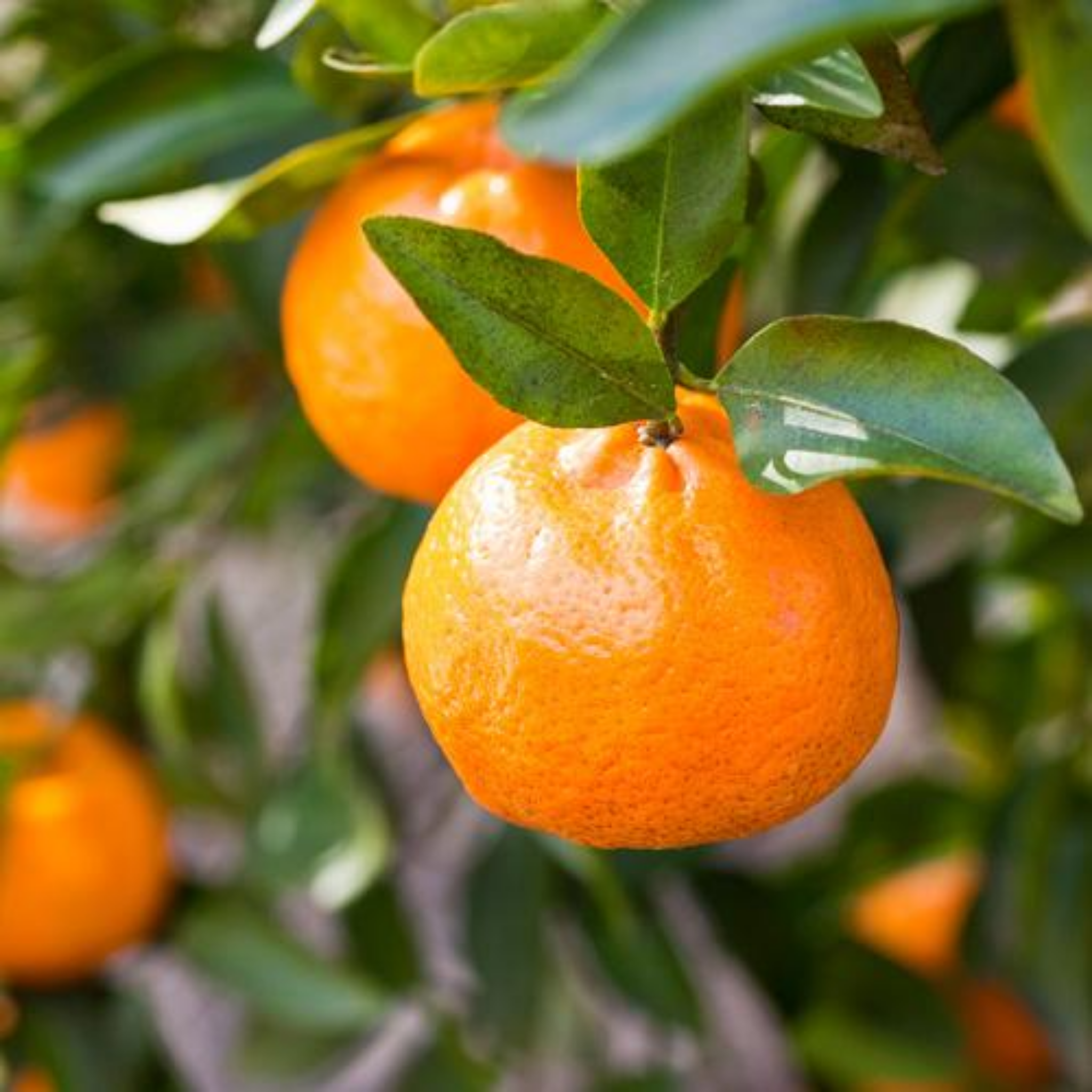 Mandarin hanging from a tree with green leaves