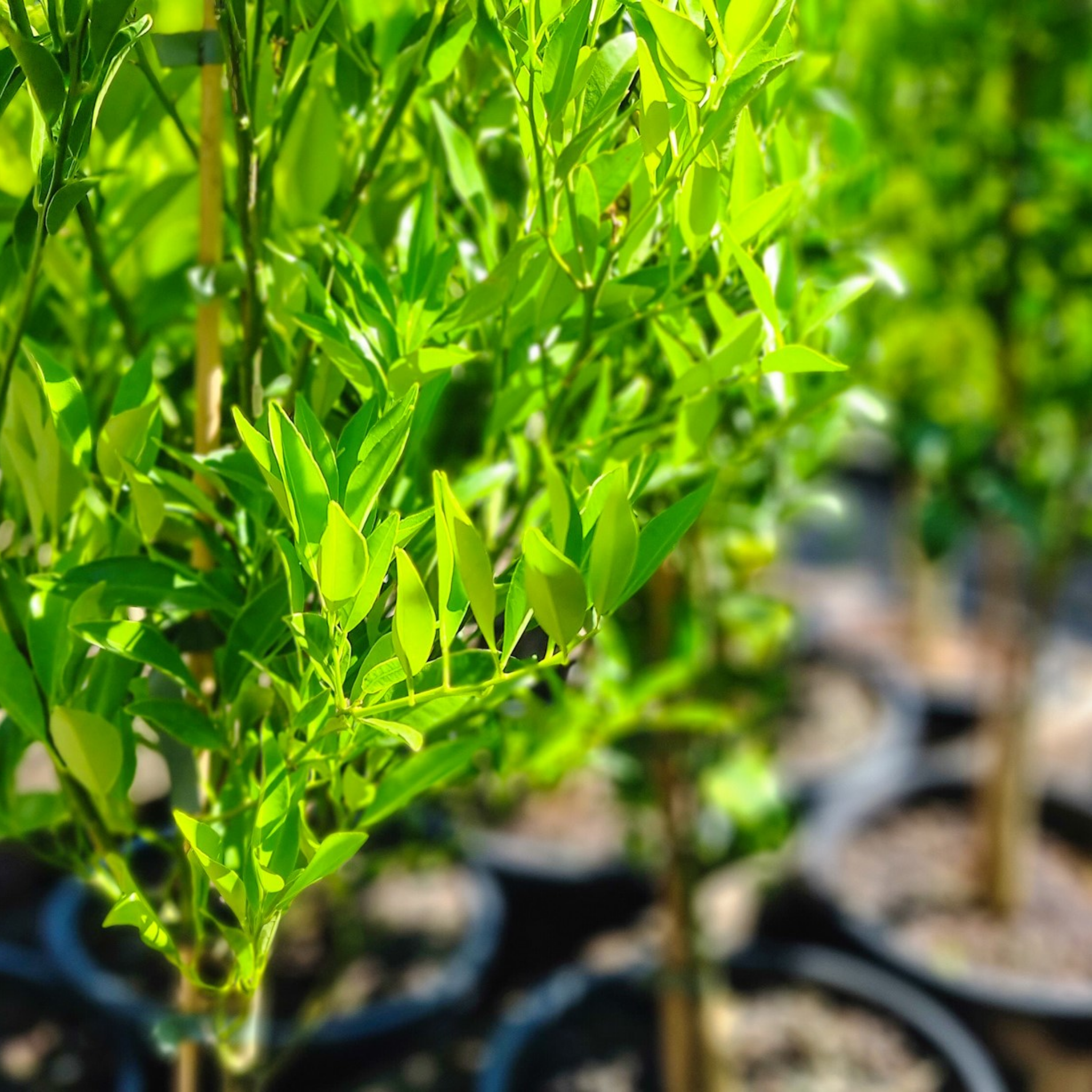 Close-up of green leaves with blurred background of more plants