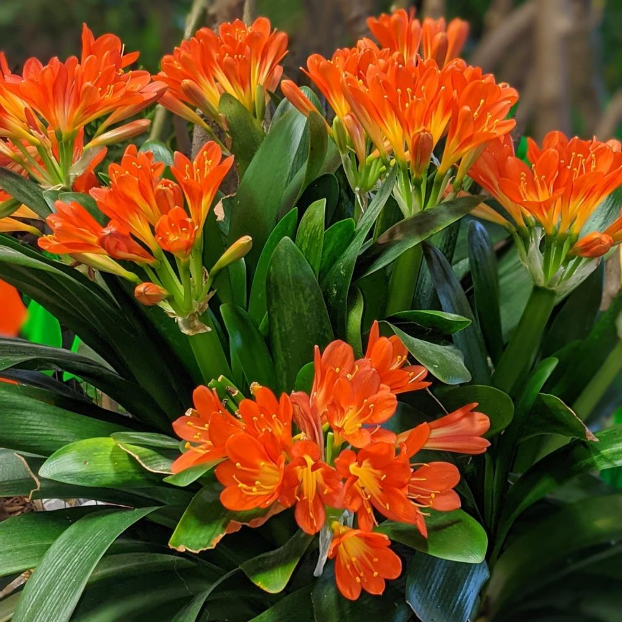 Bouquet of bright orange flowers with green leaves