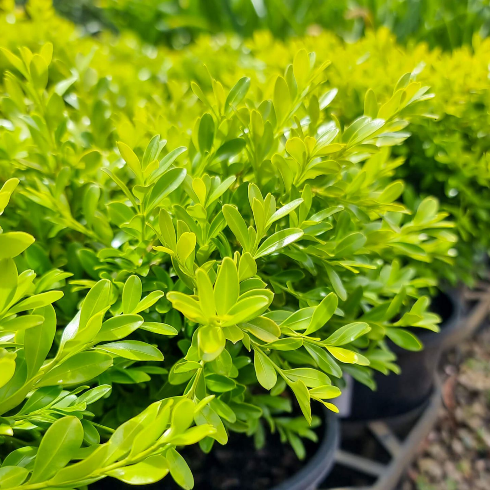 Korean Boxwood - Buxus microphylla microphylla