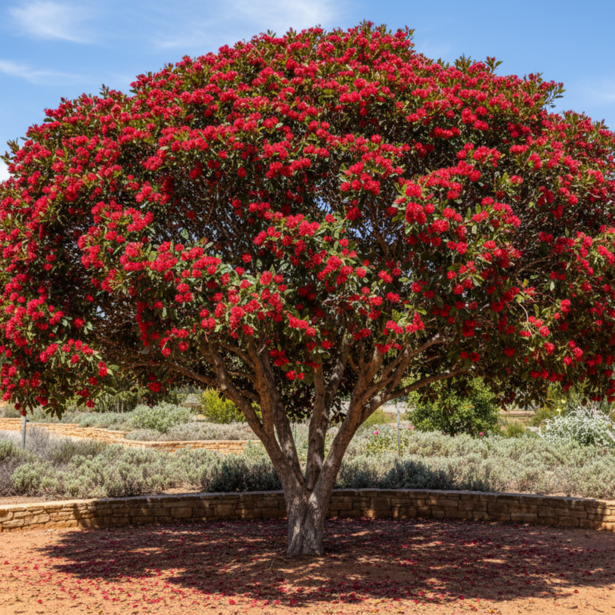 Red Flowering Gum Wildfire - Corymbia ficifolia 'Wildfire'