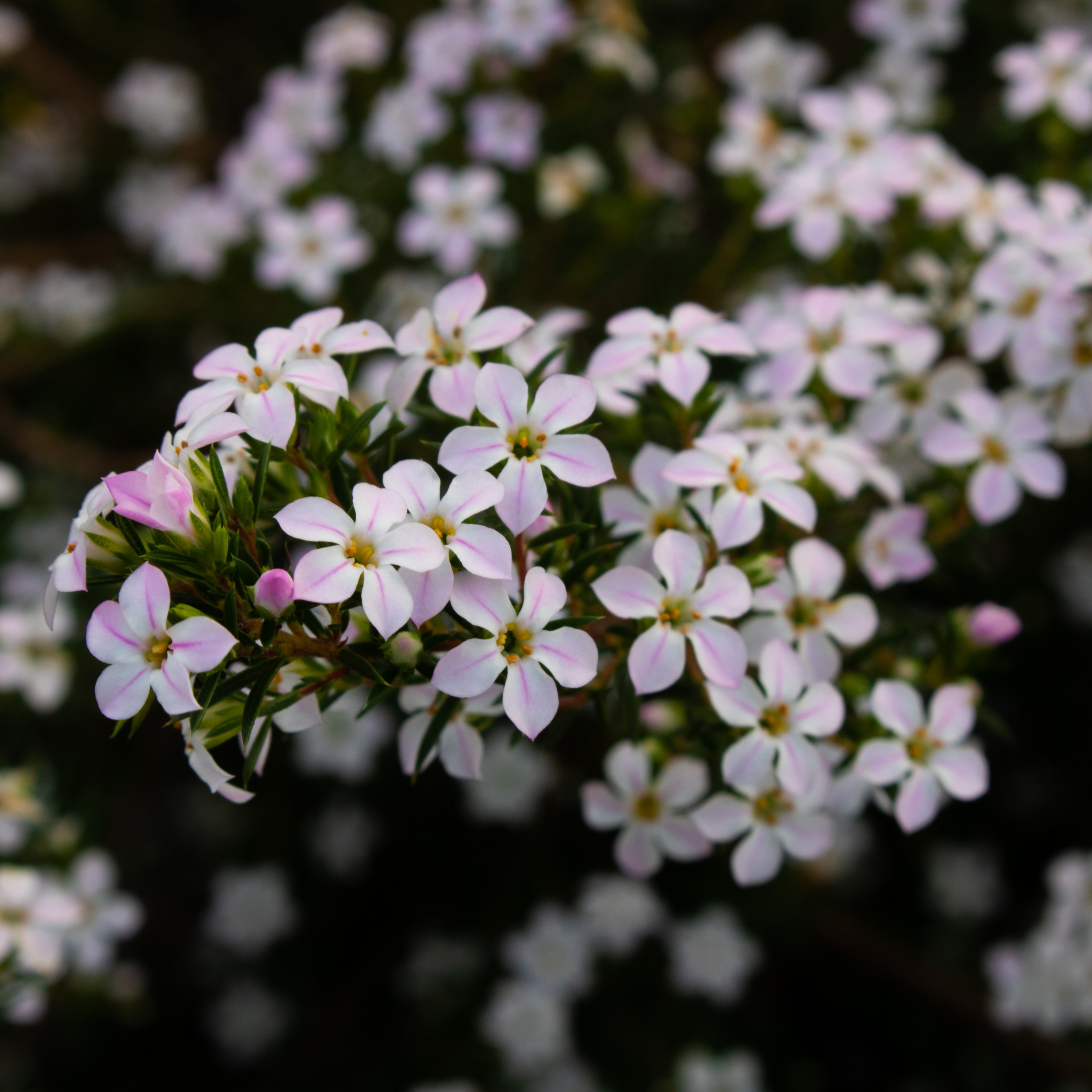 Dwarf Diosma Compacta - Coleonema pulchellum 'Compacta'
