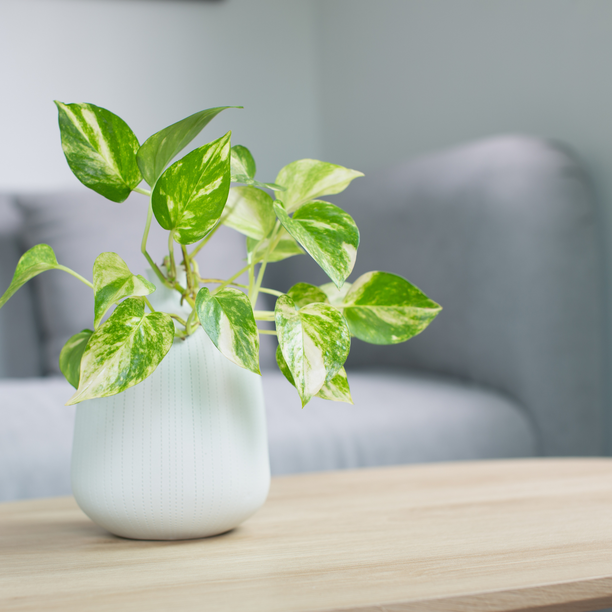 Epipremnum aureum - Devils Ivy - Golden Pothos