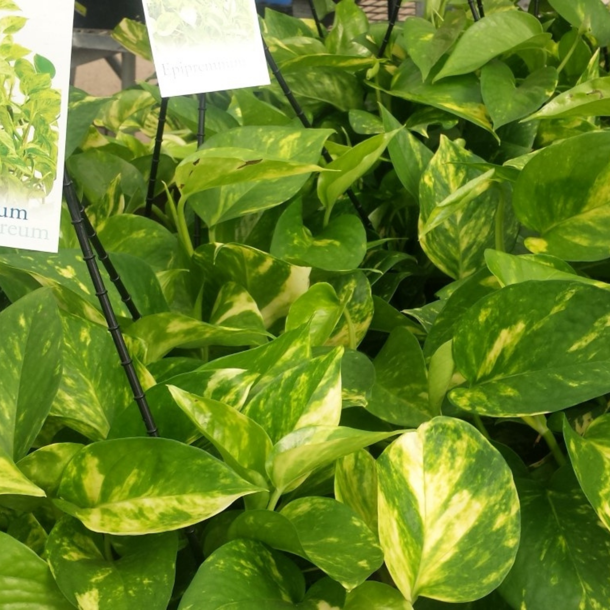 Epipremnum aureum - Devils Ivy - Golden Pothos