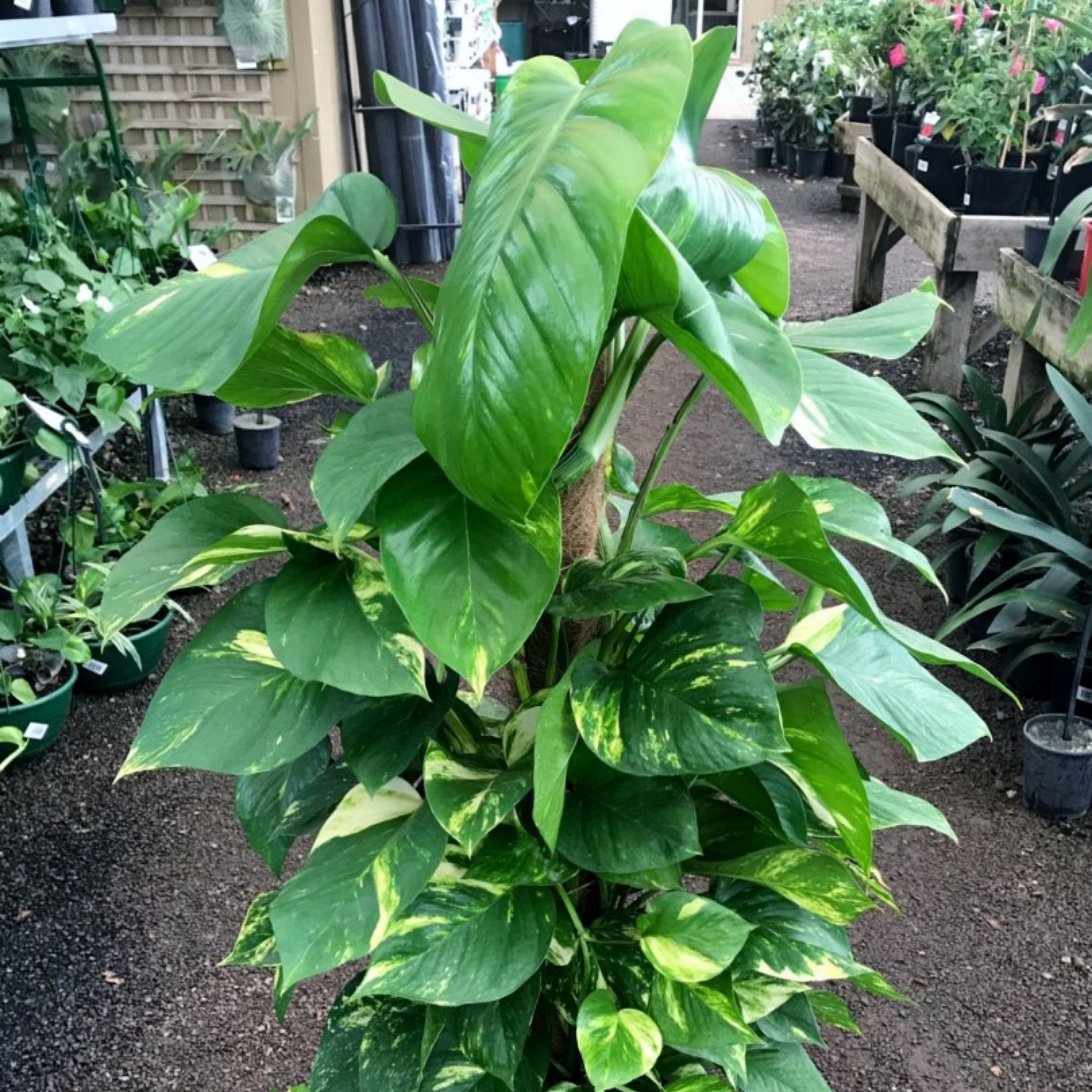 Epipremnum aureum - Devils Ivy - Golden Pothos