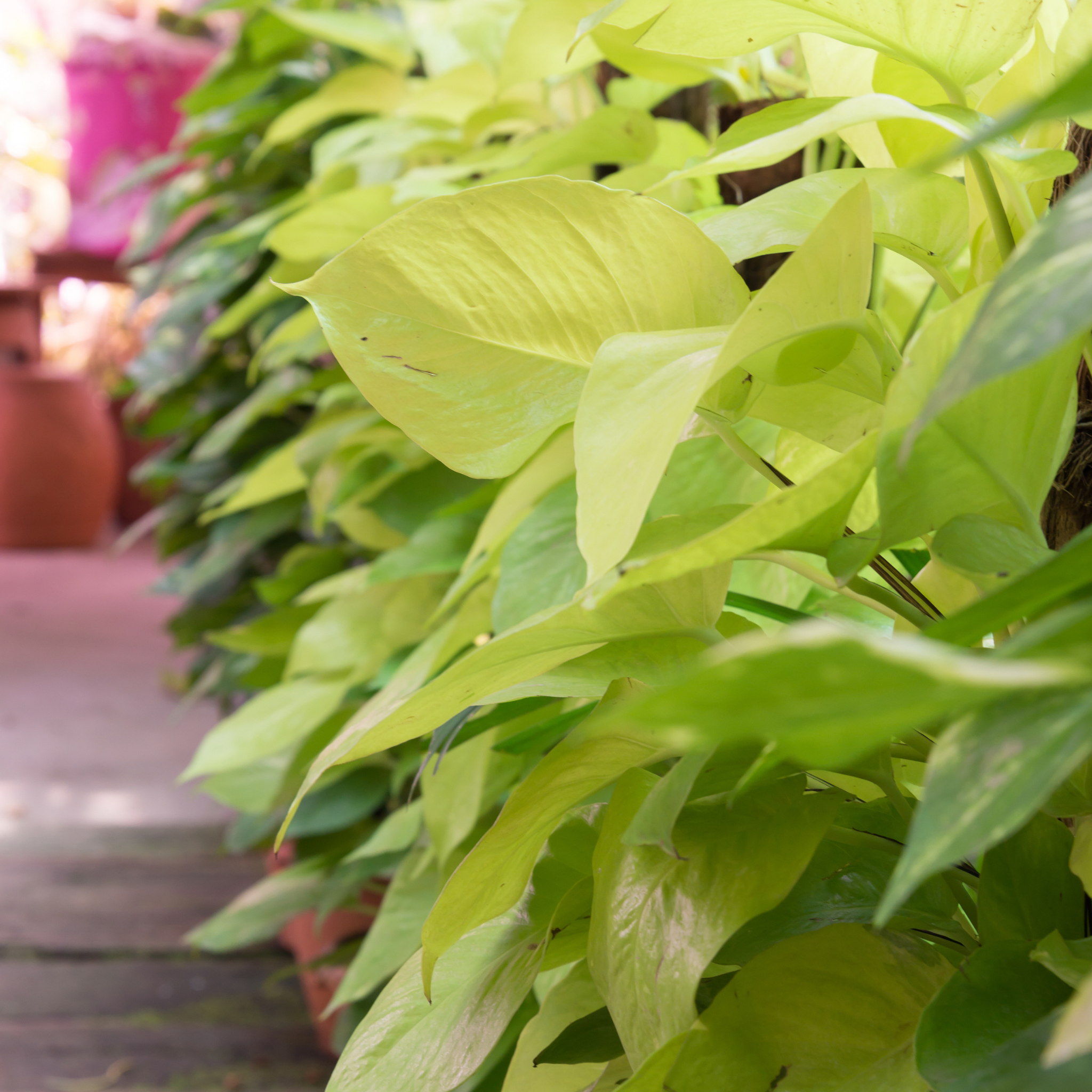 Epipremnum aureum Goldilocks - Neon Ponthos Devil's Ivy