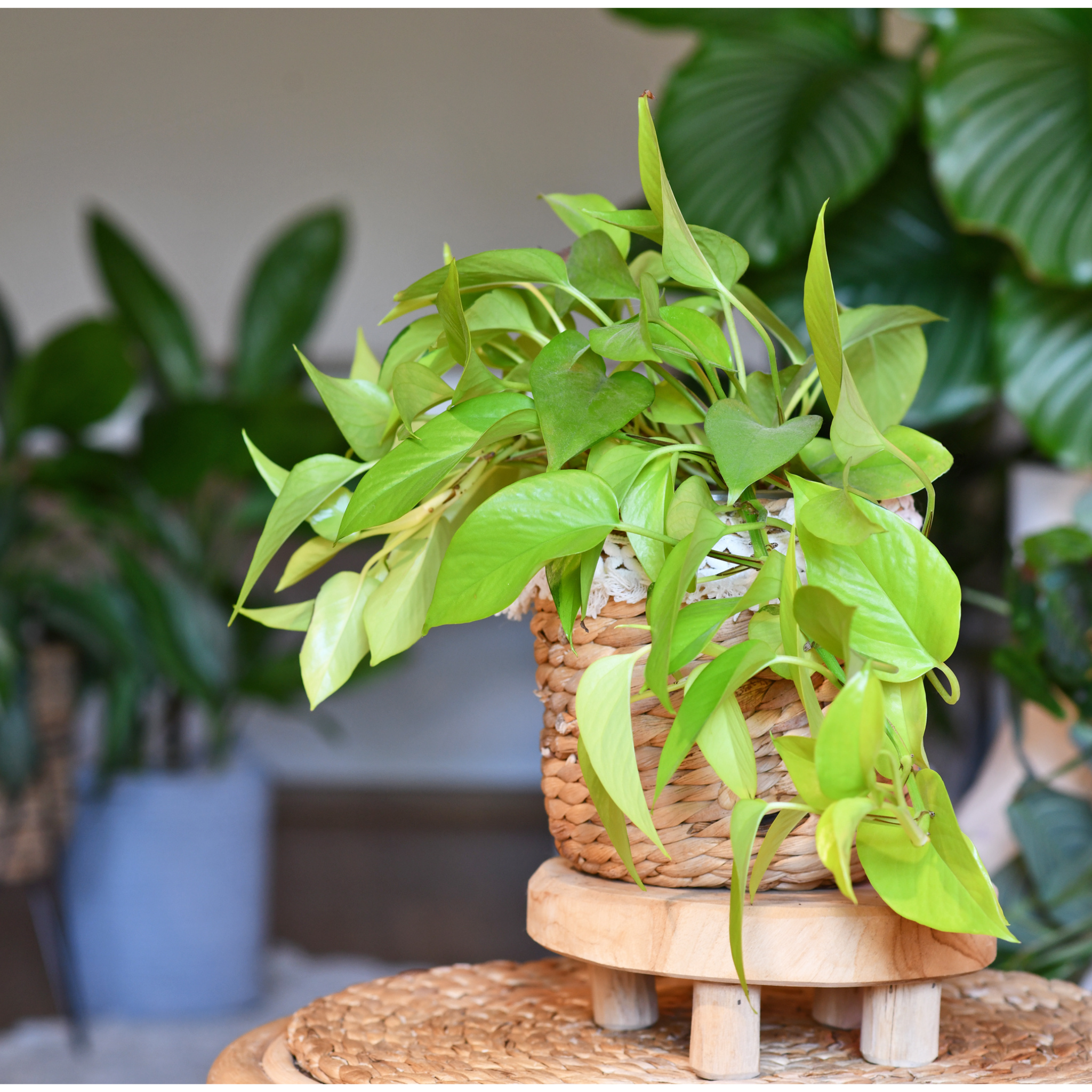 Epipremnum aureum Goldilocks - Neon Ponthos Devil's Ivy
