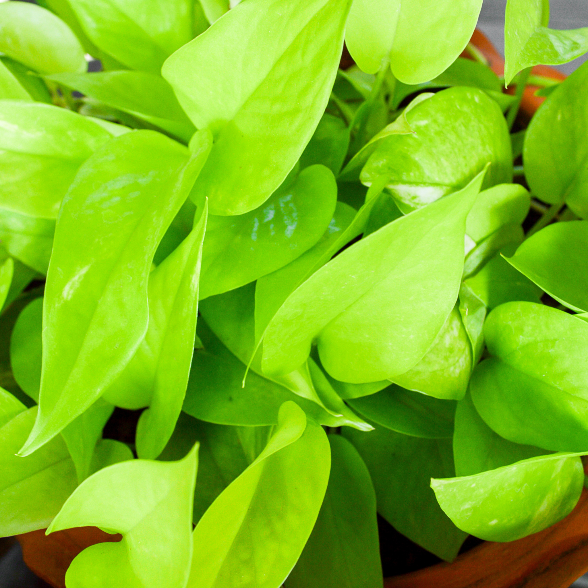 Epipremnum aureum Goldilocks - Neon Ponthos Devil's Ivy