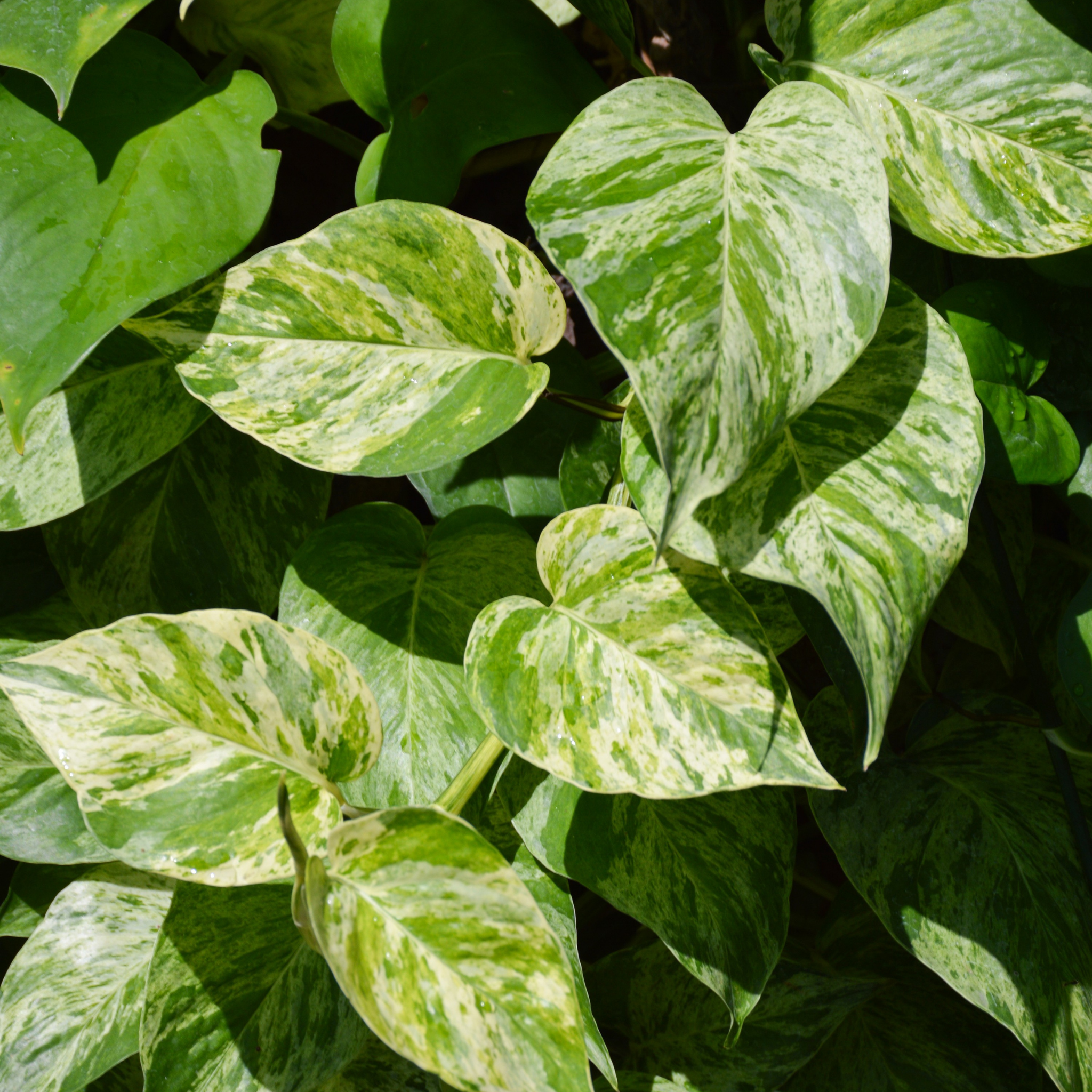 Marble Queen Golden Ponthos - Epipremnum aureum Devil's Ivy