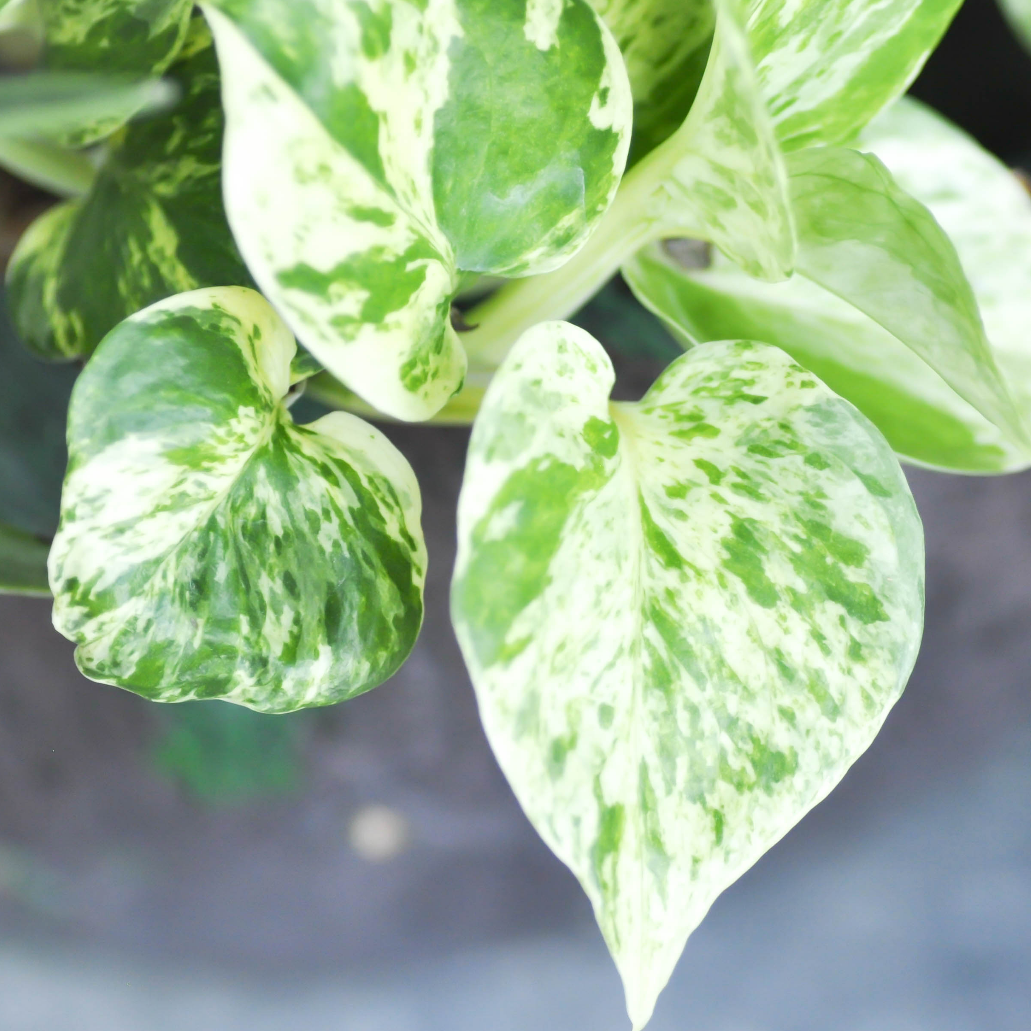 Marble Queen Golden Ponthos - Epipremnum aureum Devil's Ivy