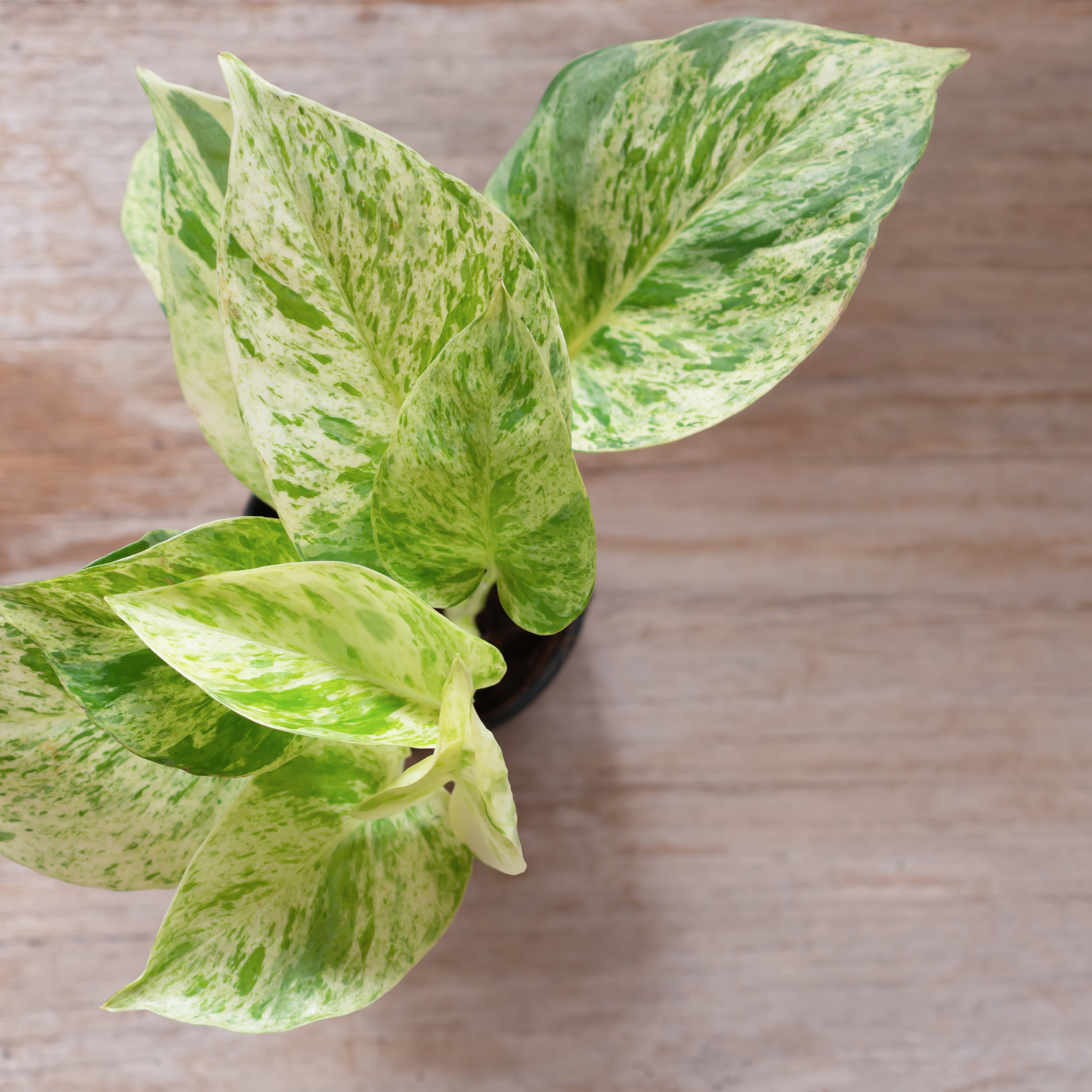 Marble Queen Golden Ponthos - Epipremnum aureum Devil's Ivy