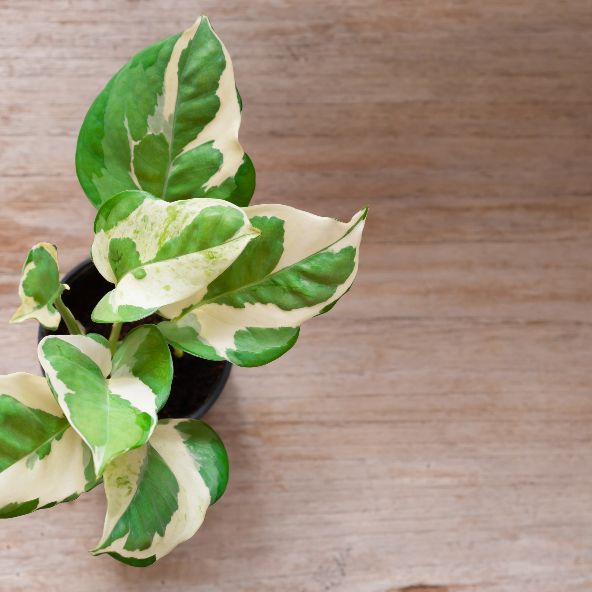 Epipremnum 'Snow Queen' Devil's Ivy - Variegated Epipremnum aureum