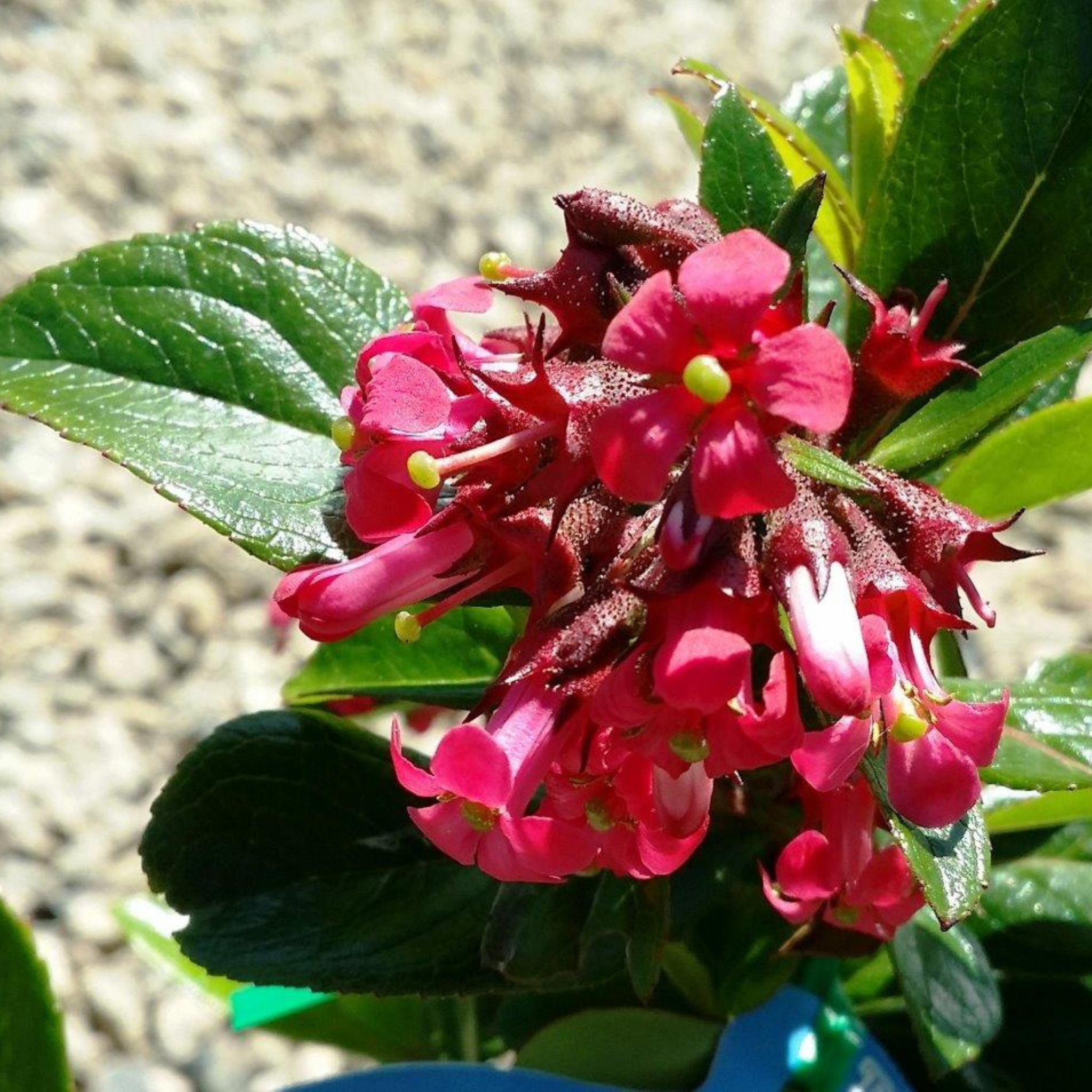 Escallonia Red Knight - Escallonia langleyensis Red Knight