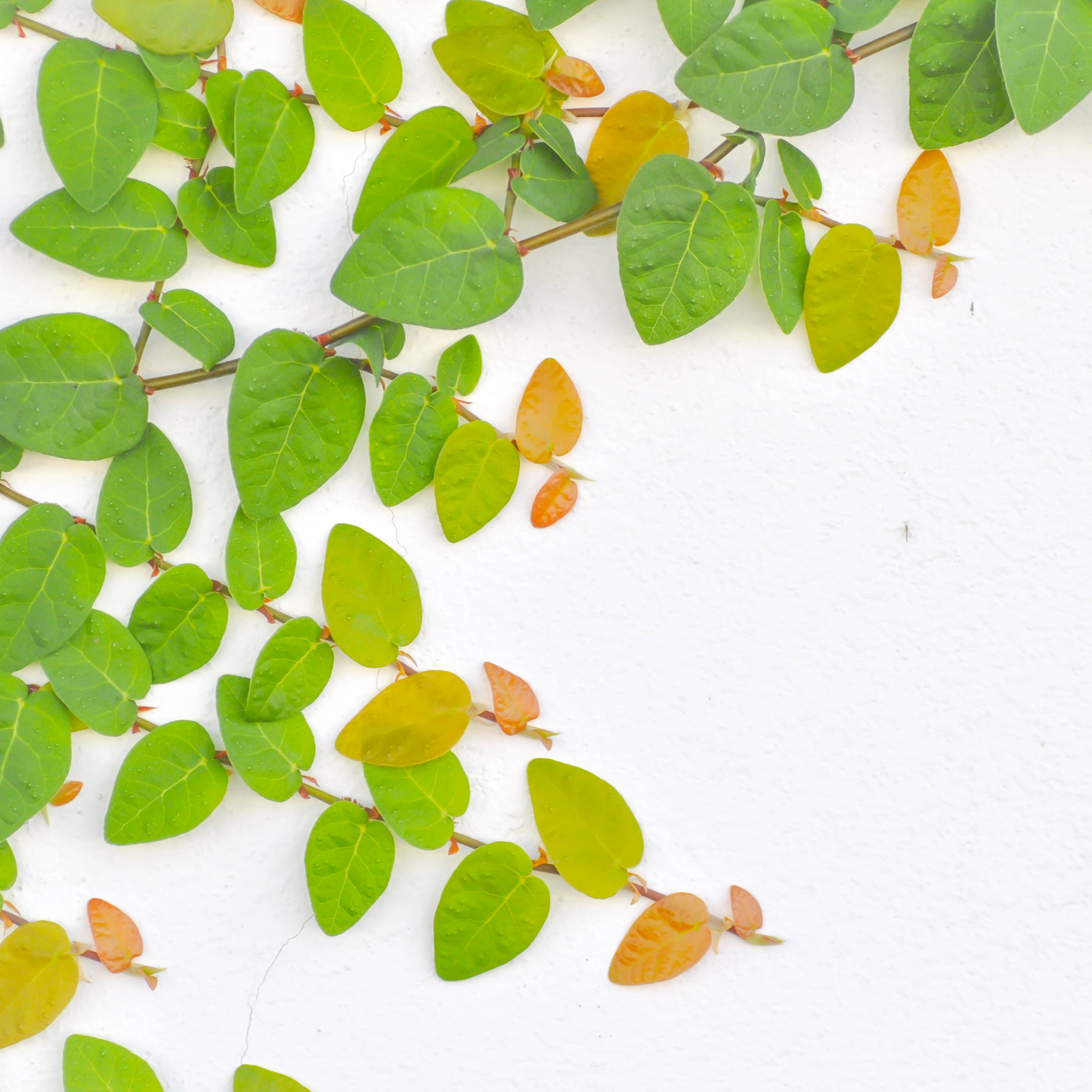 Creeping Fig - Ficus pumila
