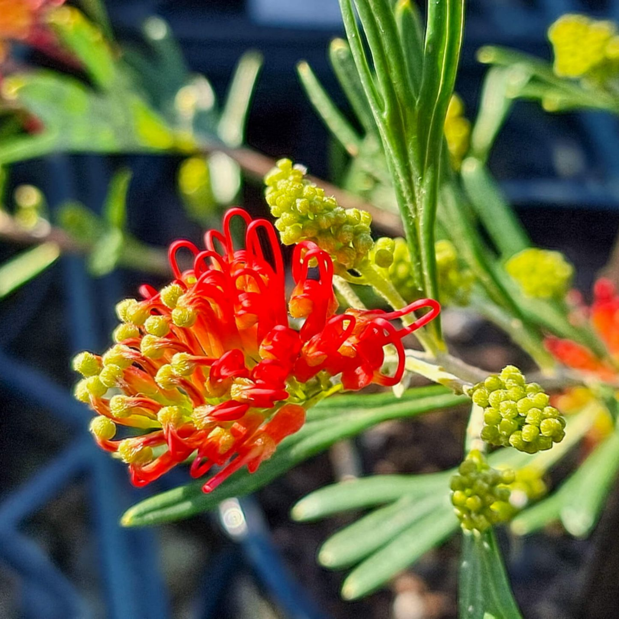 Grevillea Olive 'Red Sunset' - Grevillea olivacea presii Red Sunset