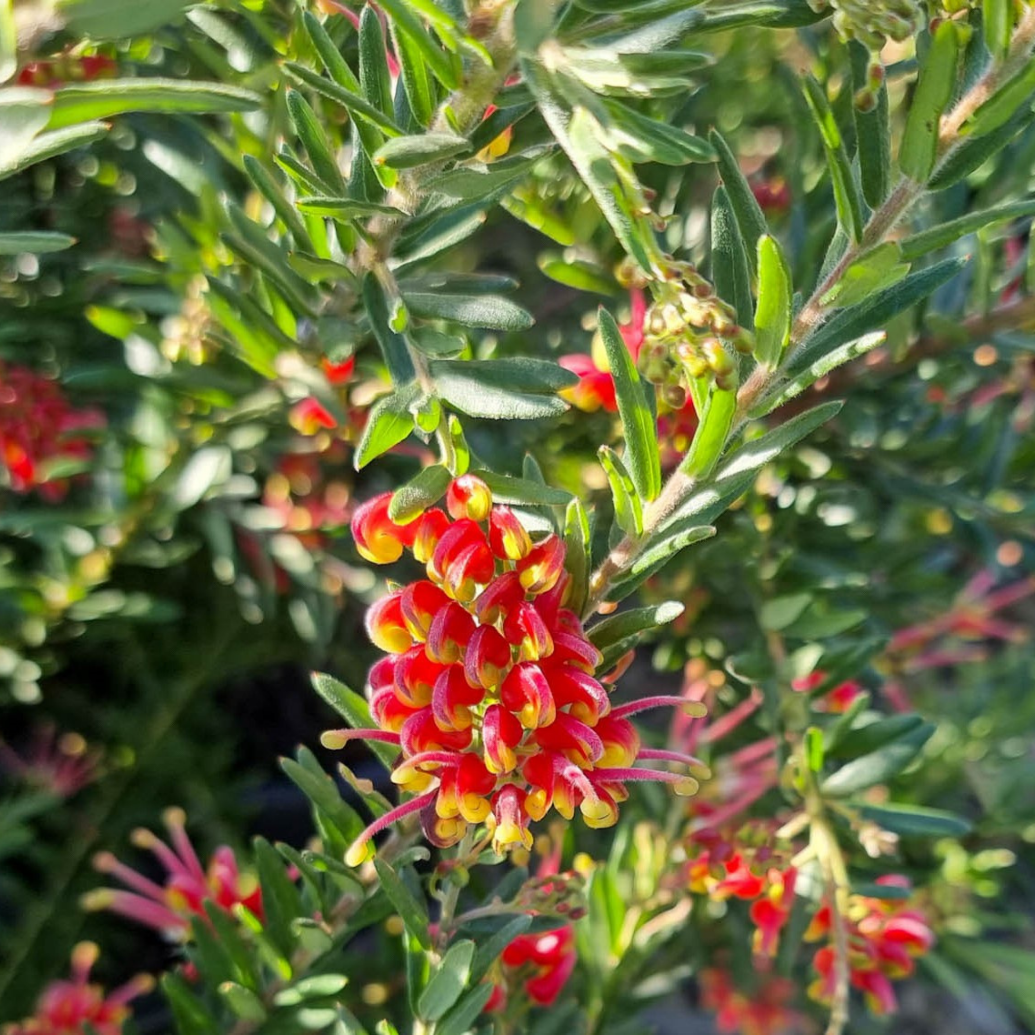 Grevillea 'Fireworks' - Grevillea hybrida Spider Flower Toothbrush Plant