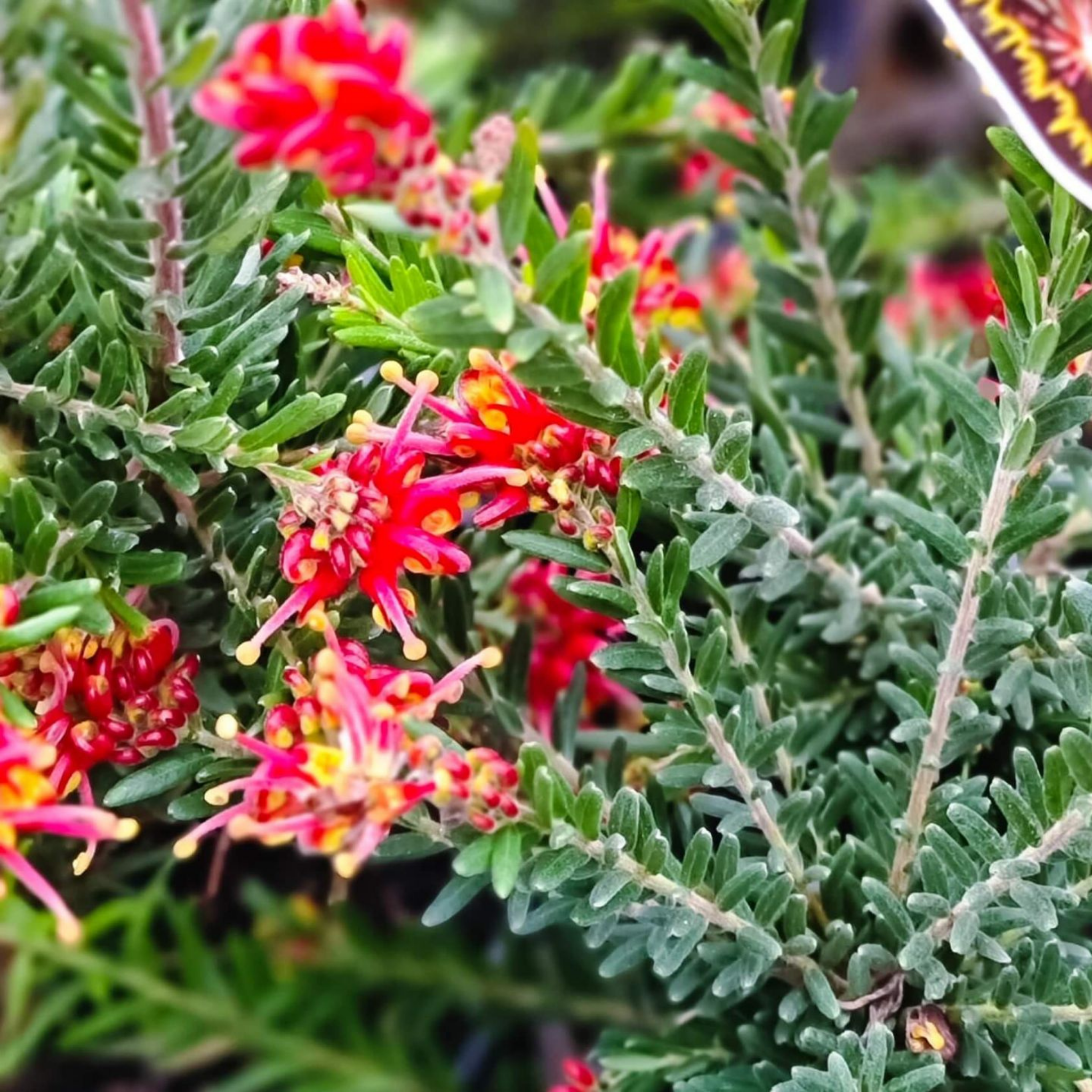 Grevillea 'Fireworks' - Grevillea hybrida Spider Flower Toothbrush Plant