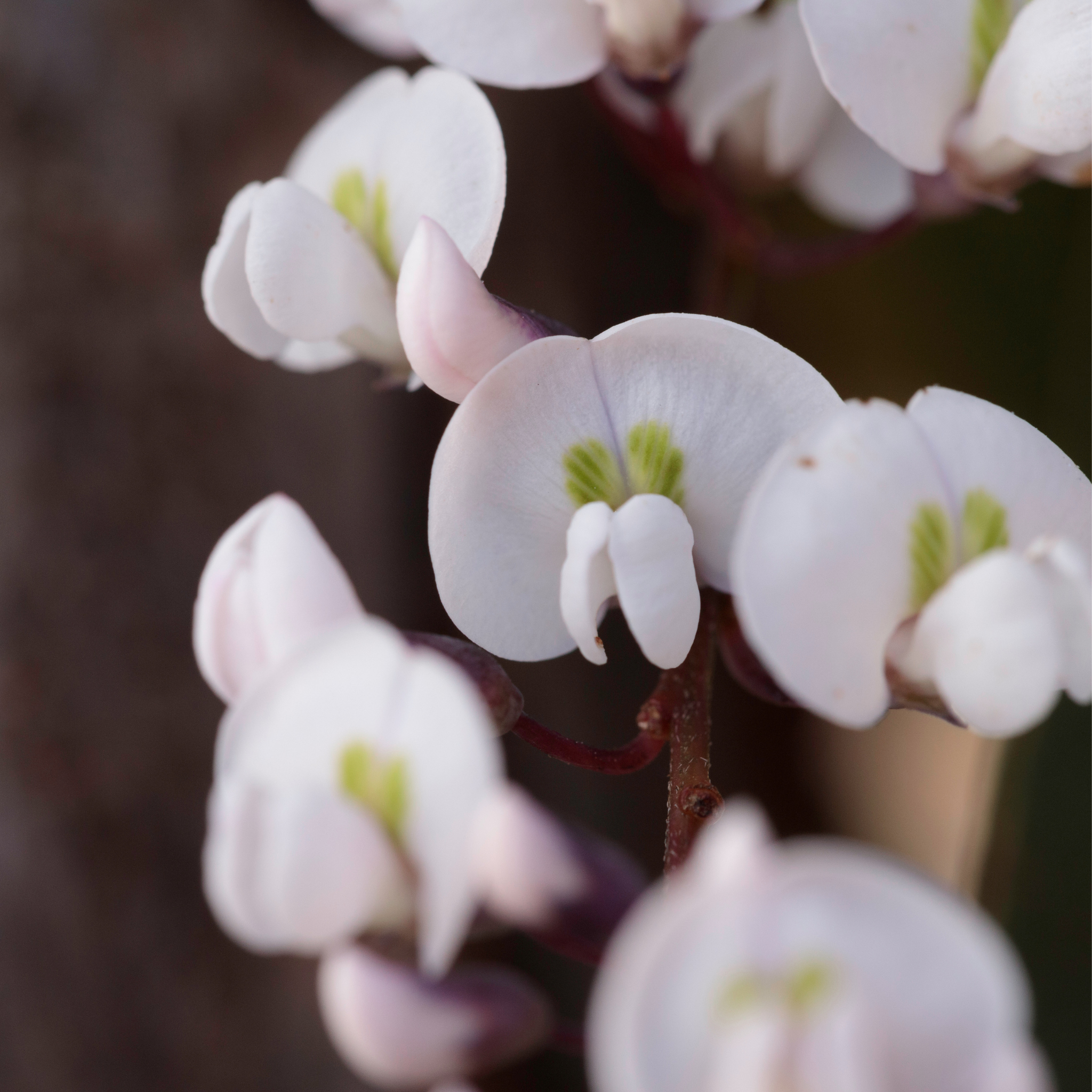 Hardenbergia violacea Free N Easy - Happy Wanderer Native Wisteria