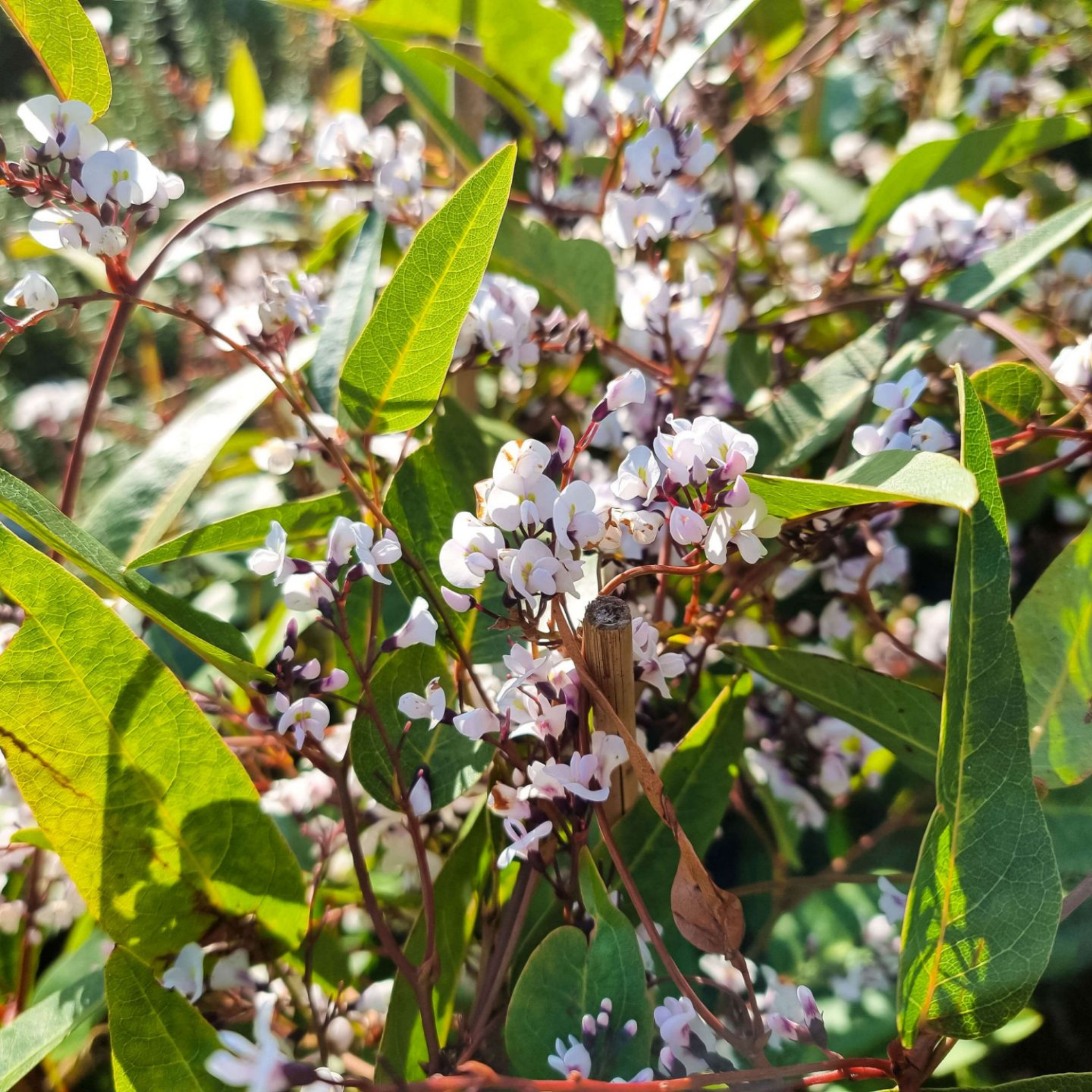 Hardenbergia violacea Free N Easy - Happy Wanderer Native Wisteria