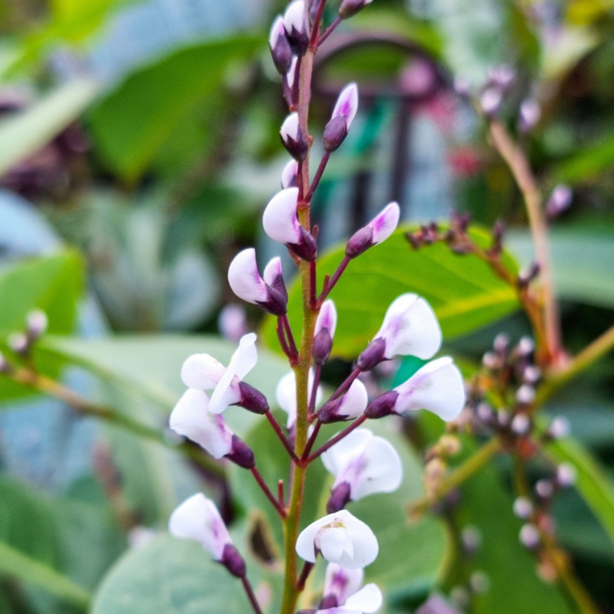 Hardenbergia violacea Free N Easy - Happy Wanderer Native Wisteria