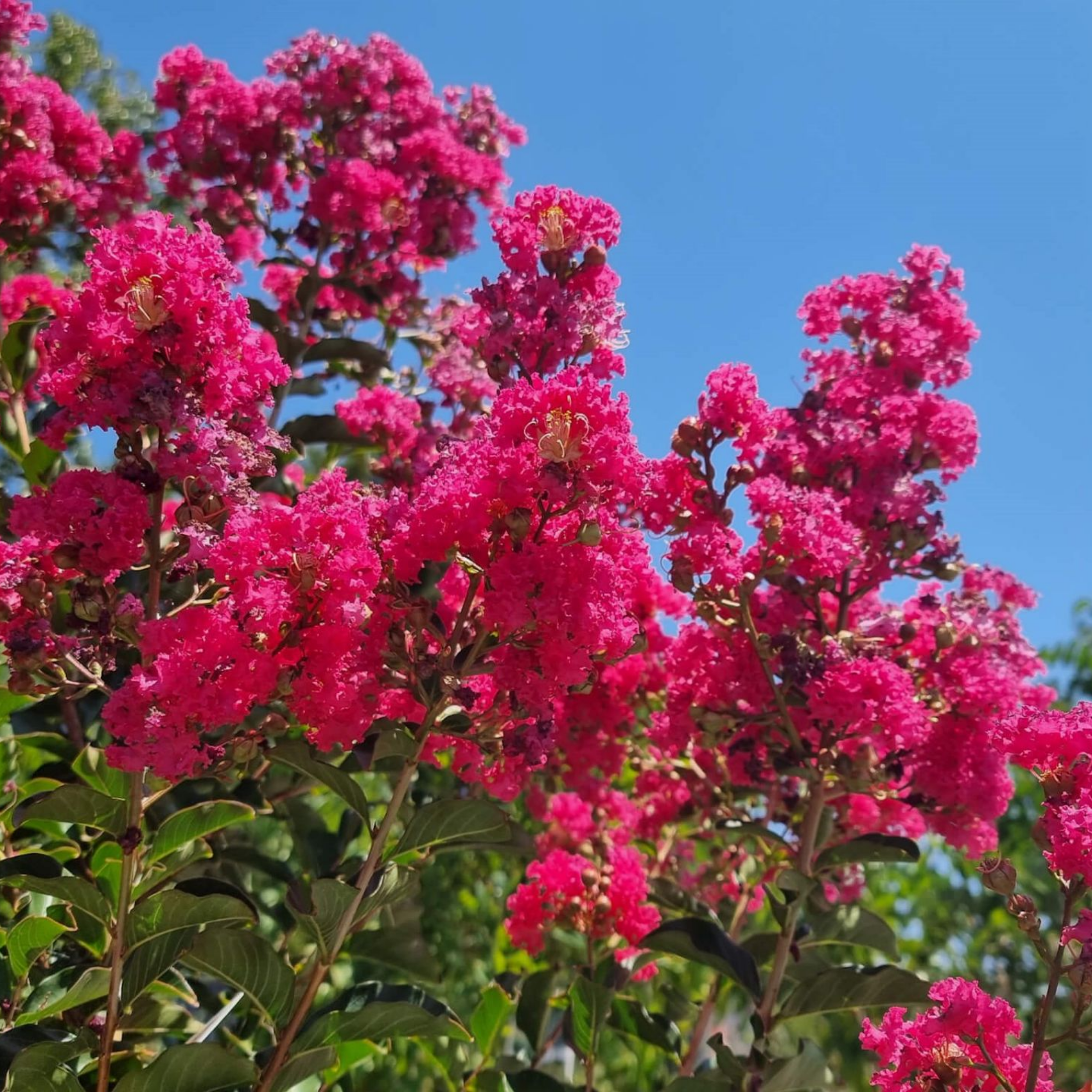 Pink flowers with green leaves against a clear blue sky
