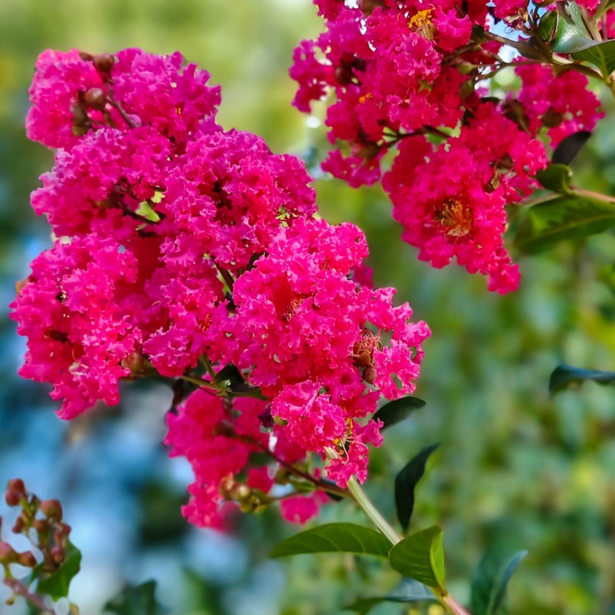 Close-up of vibrant pink flowers with green leaves on a blurred natural background