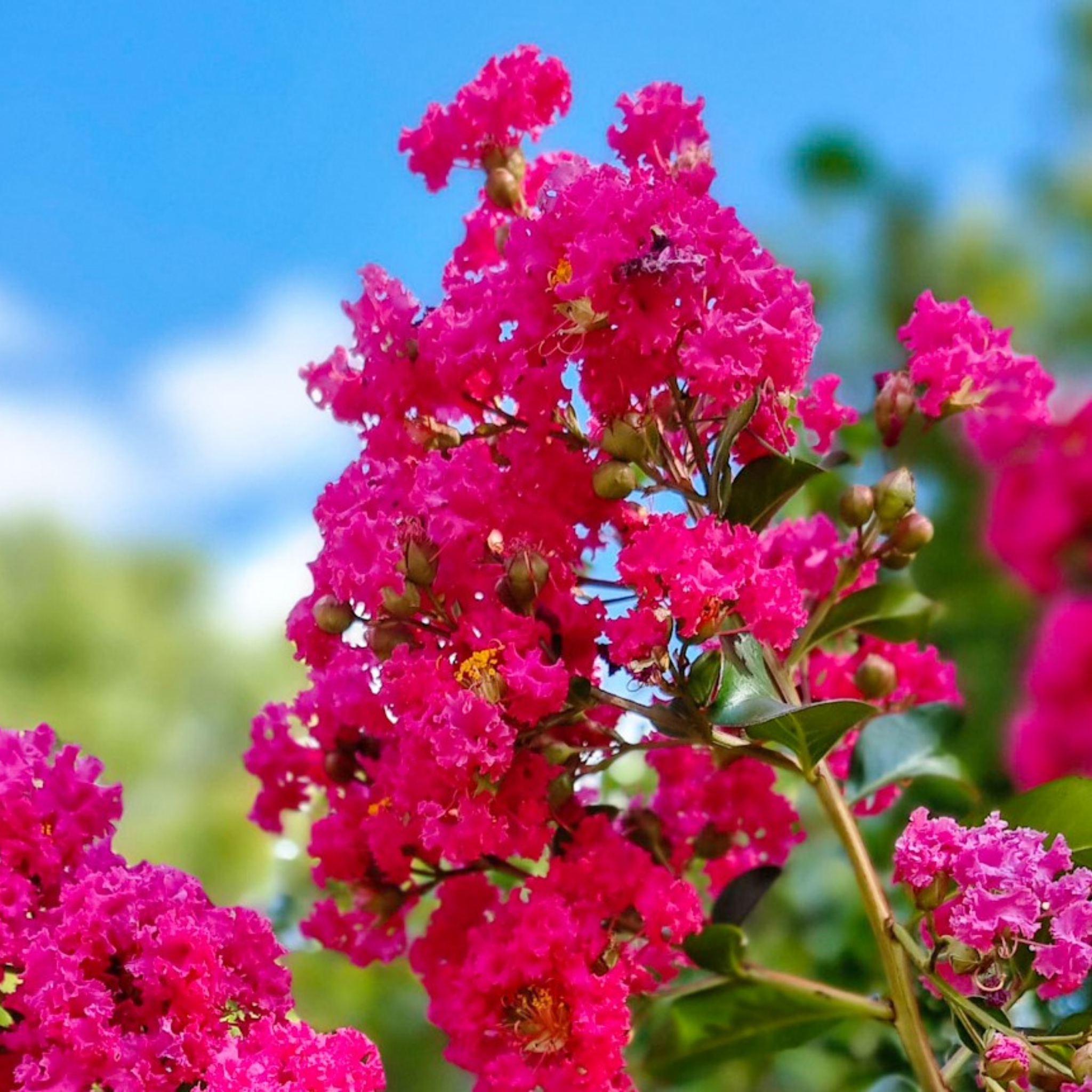 Close-up of vibrant pink flowers with a blurred green and blue background