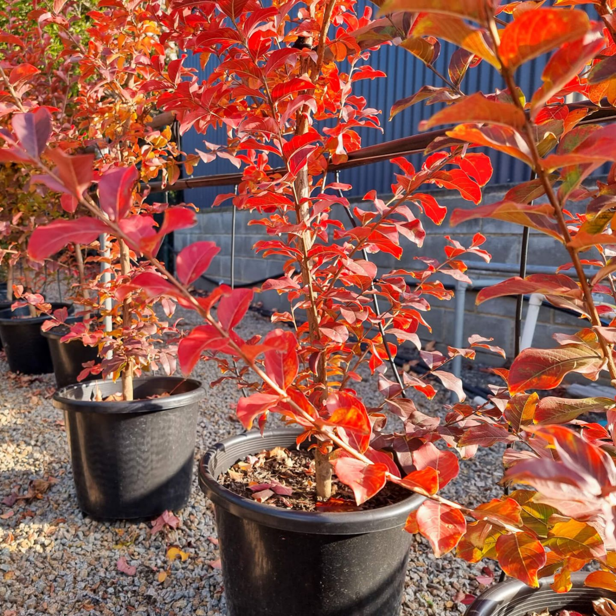 Potted plants with red leaves on a gravel surface